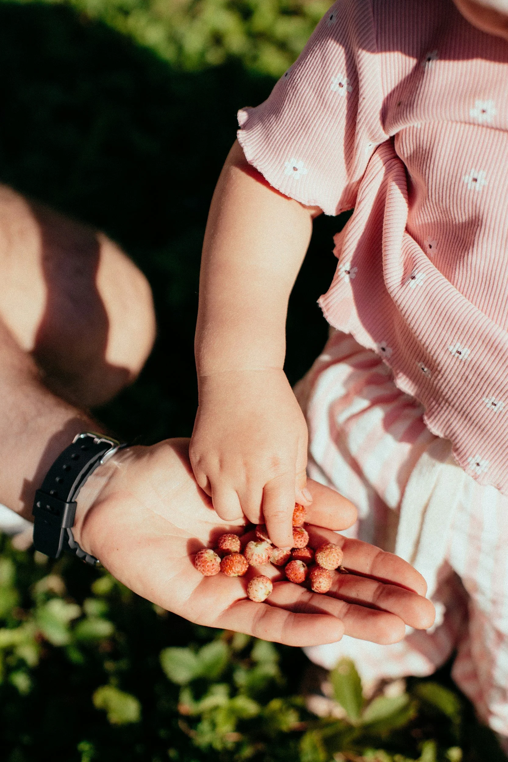 A child picking strawberries from an adult's hand outdoors.