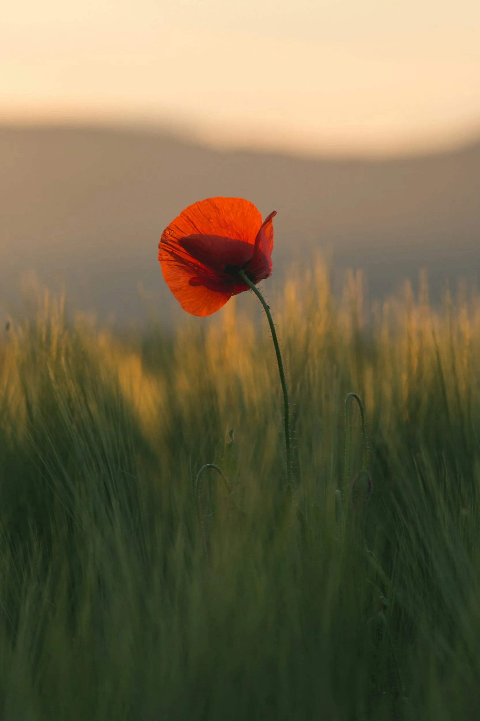 A single red poppy flower stands tall in a field of green grass, with soft sunlight creating warm tones and a blurred background.