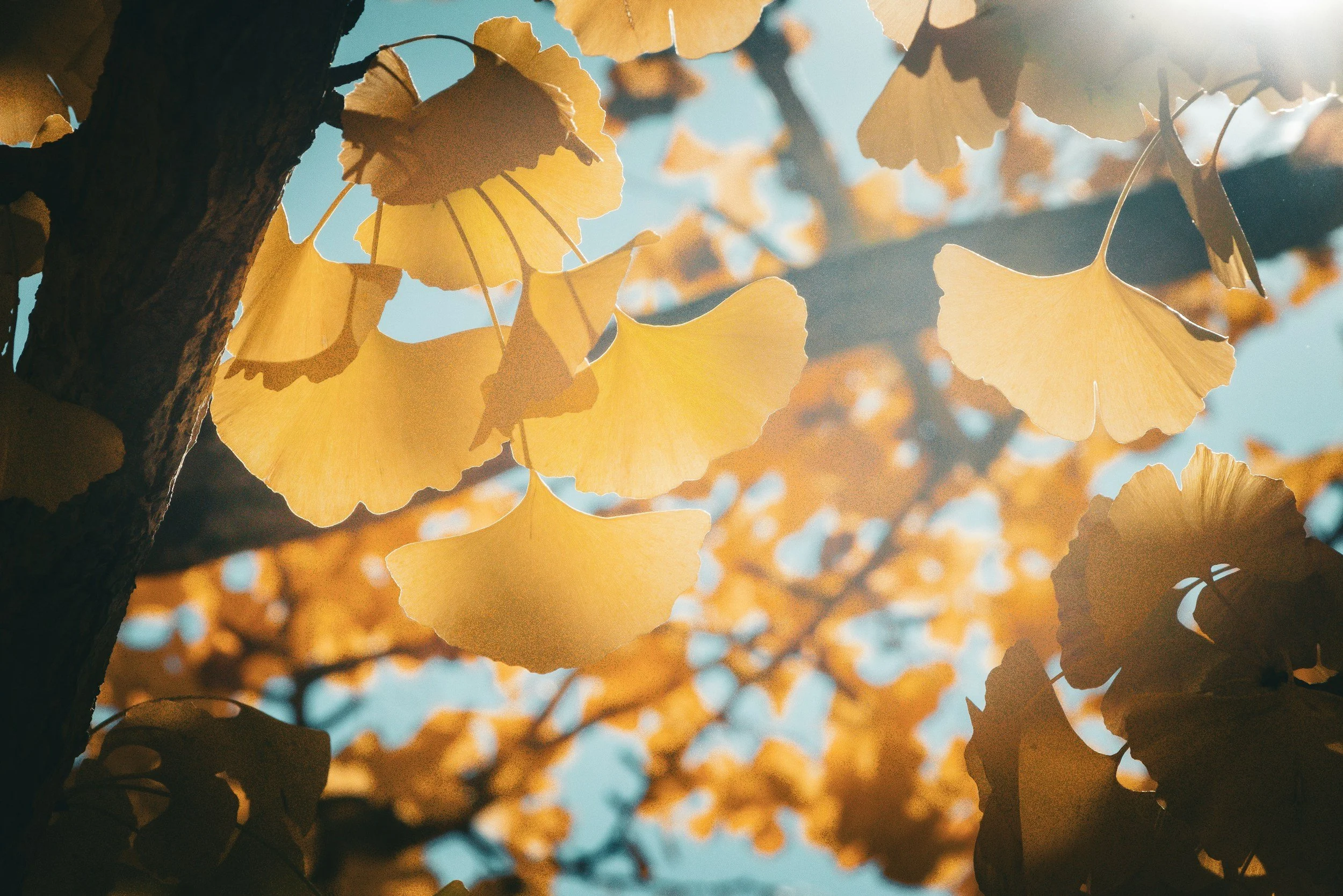 Close-up view of yellow ginkgo leaves on a tree with sunlight shining through, with a blue sky in the background.
