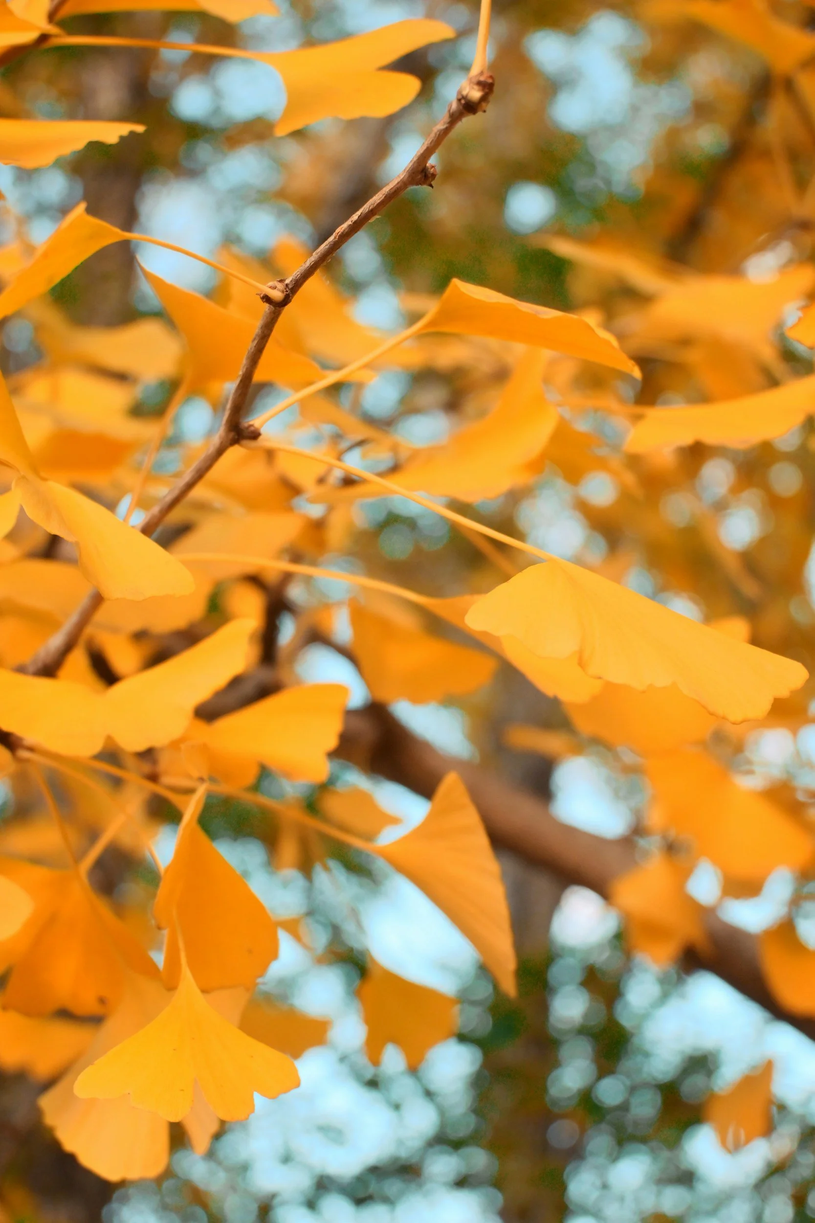 Close-up of yellow ginkgo leaves on a branch during fall.