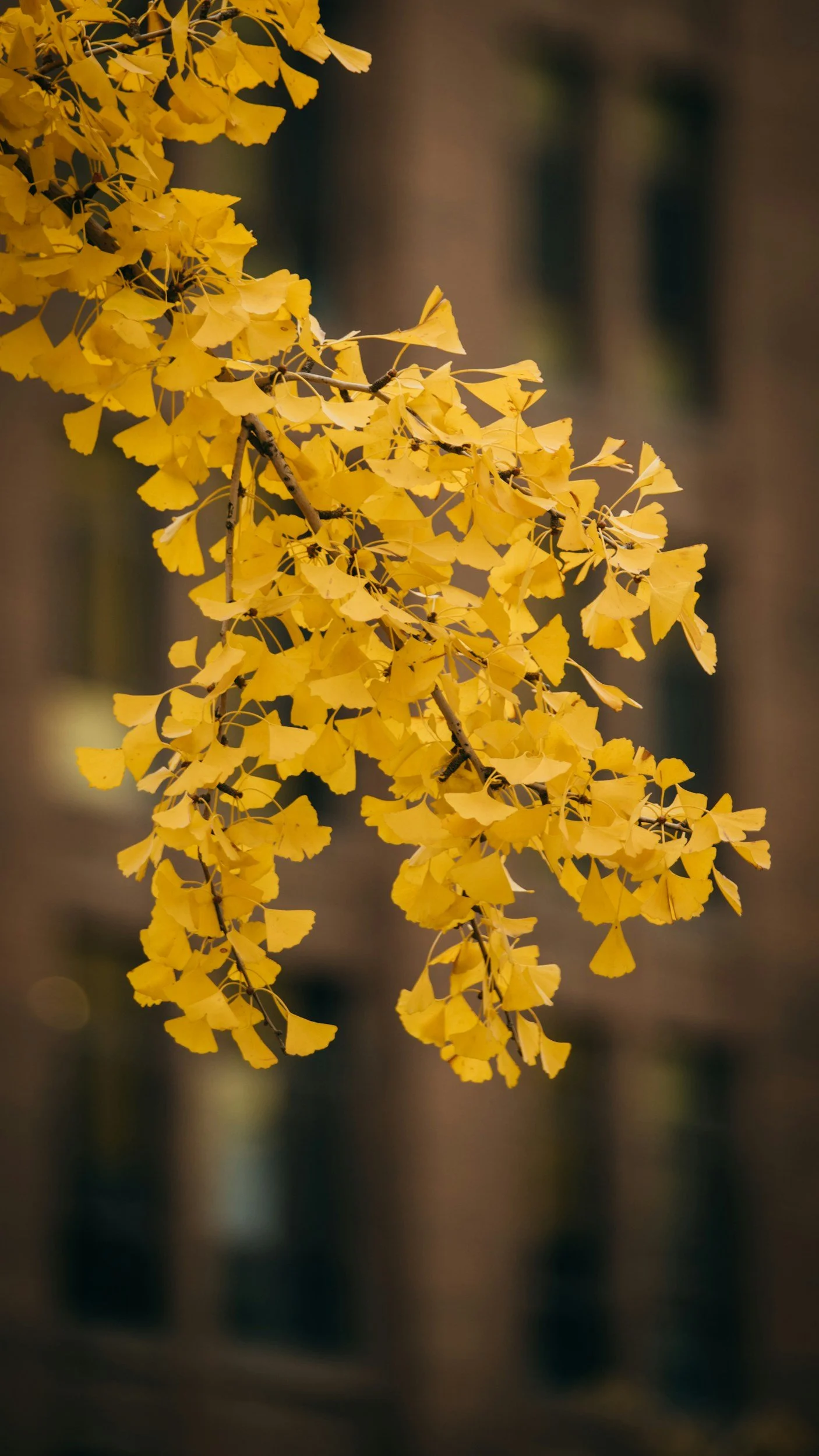 Branch with bright yellow ginkgo leaves in fall against a blurred background.