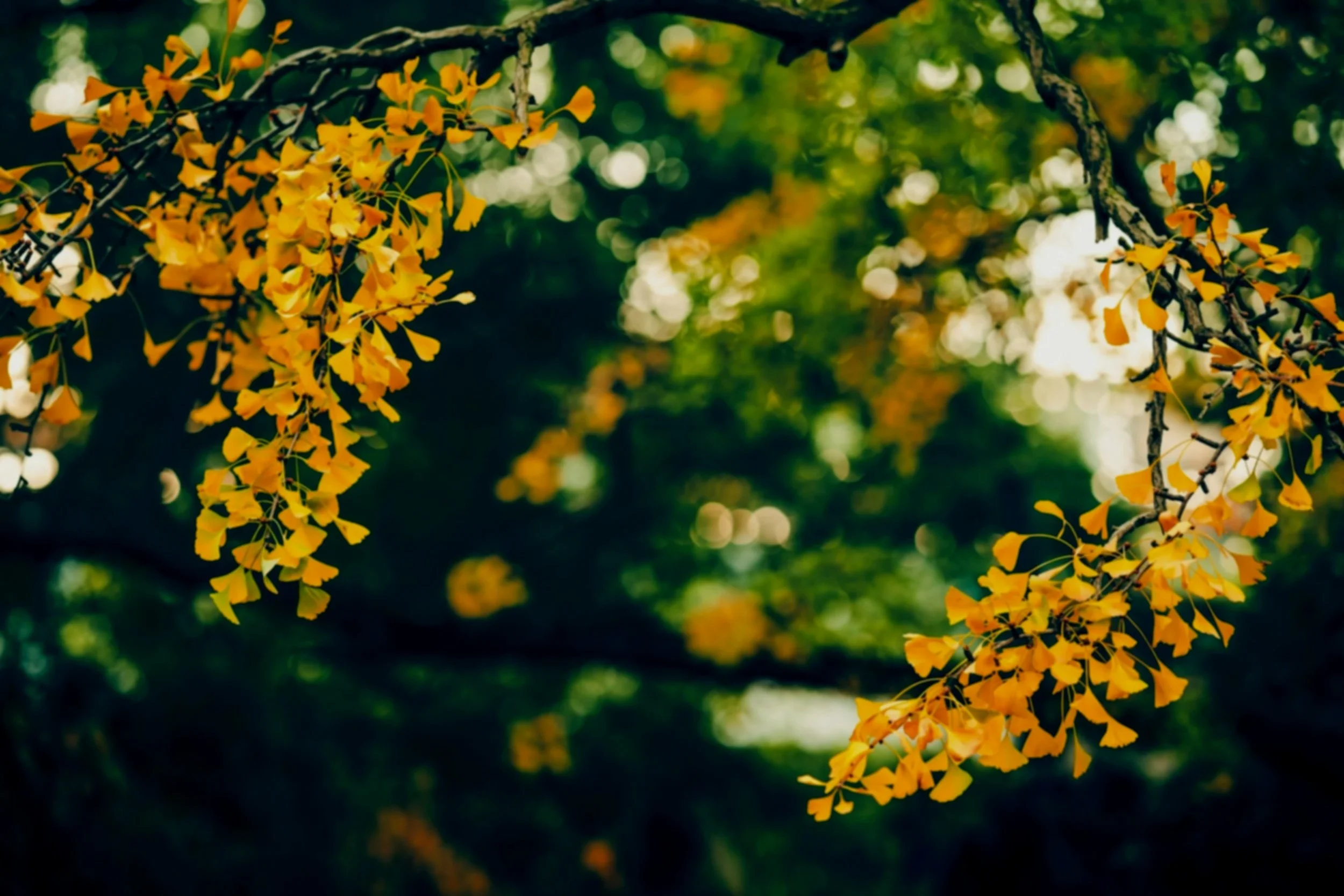 Yellow ginkgo leaves hanging in an arching branch with blurred green background.