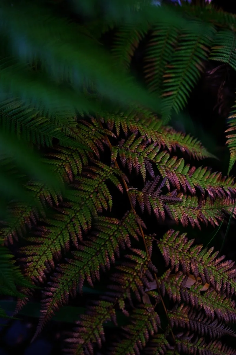DSCF3530.jpg