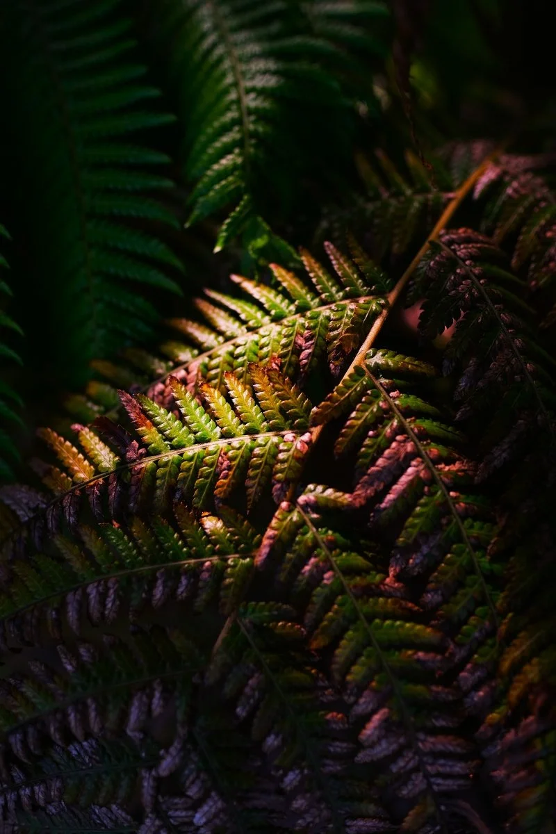 DSCF3521.jpg