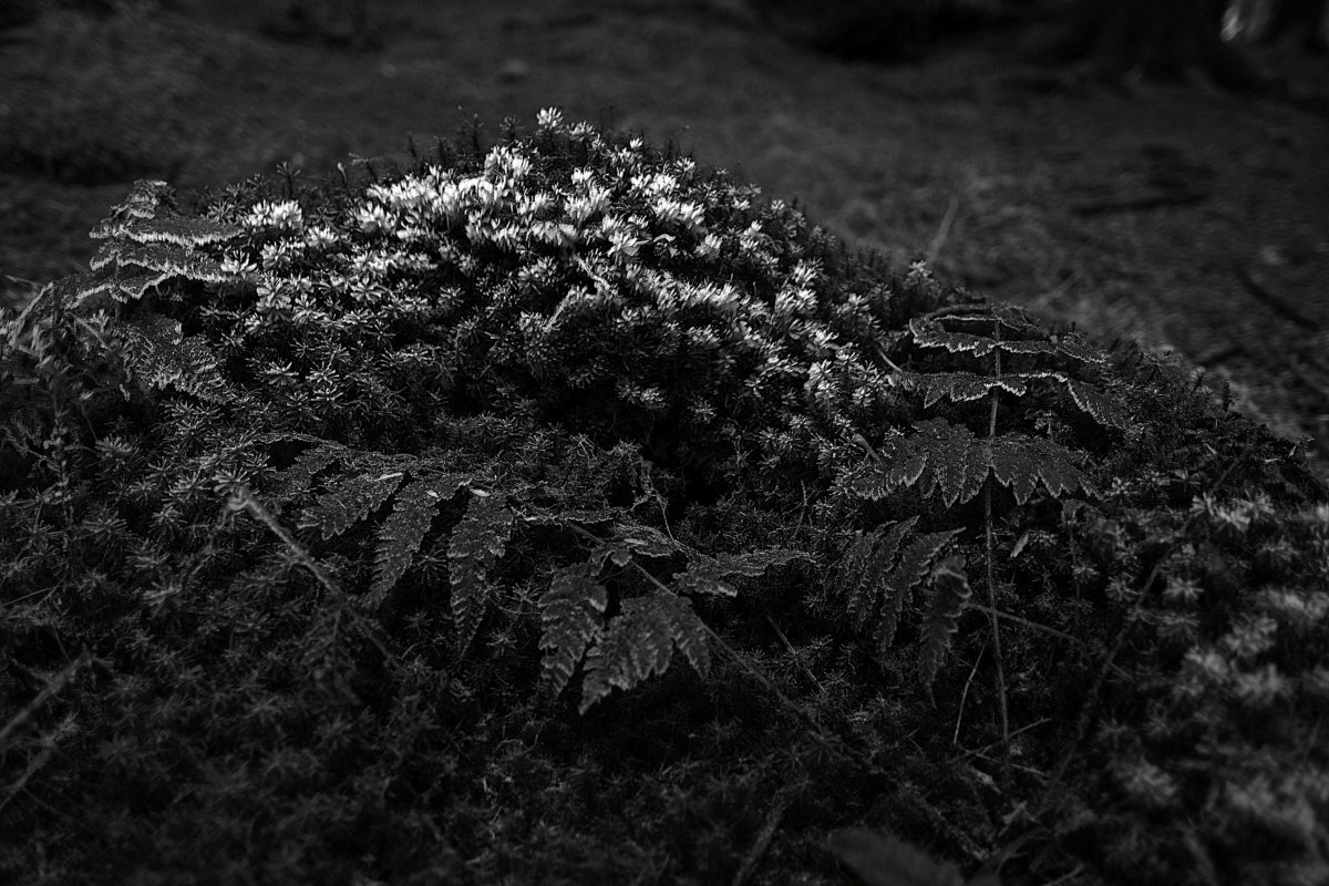 DSCF1985.jpg
