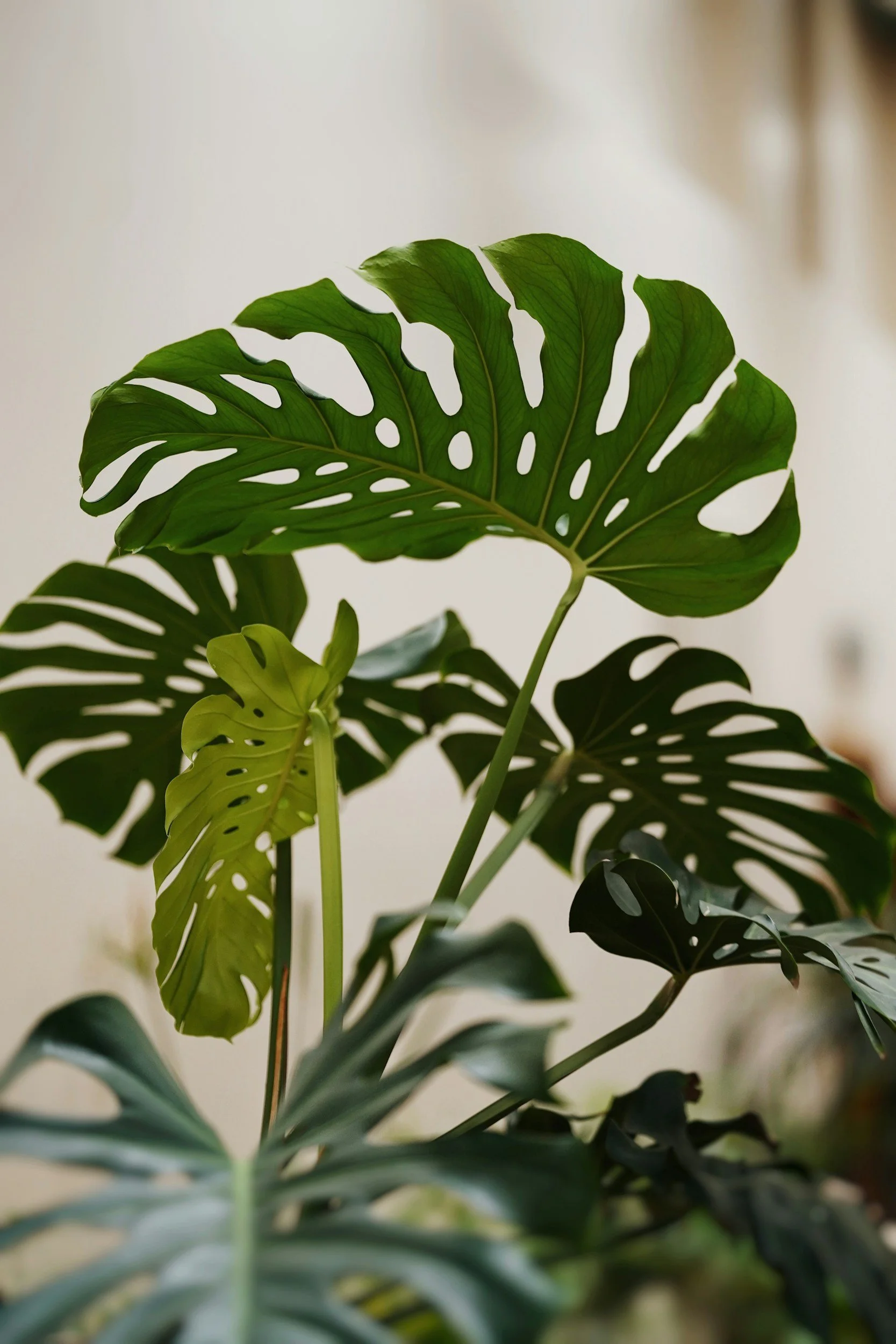 Close-up of green Monstera plant leaves with distinctive holes, in natural indoor lighting.