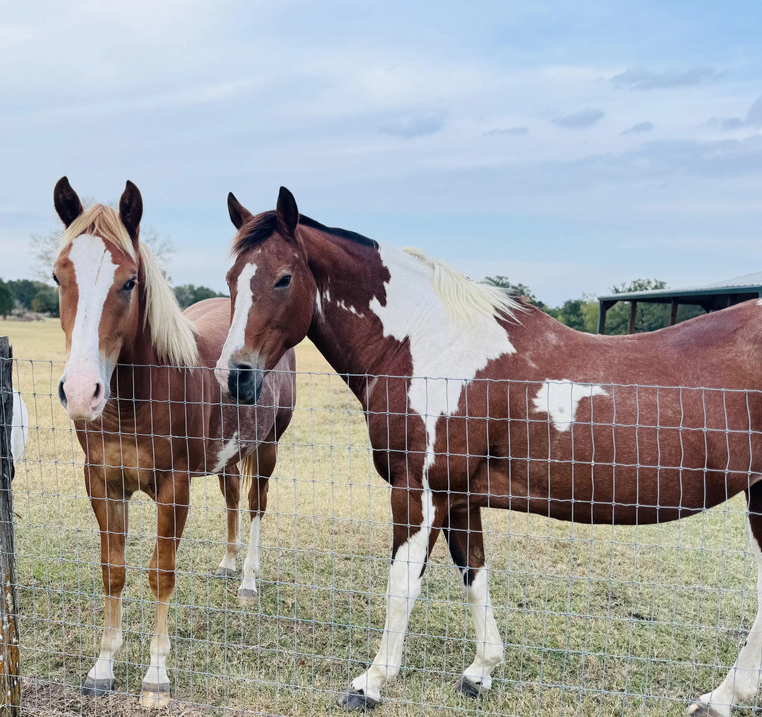 Misty & Jackpot- 2026