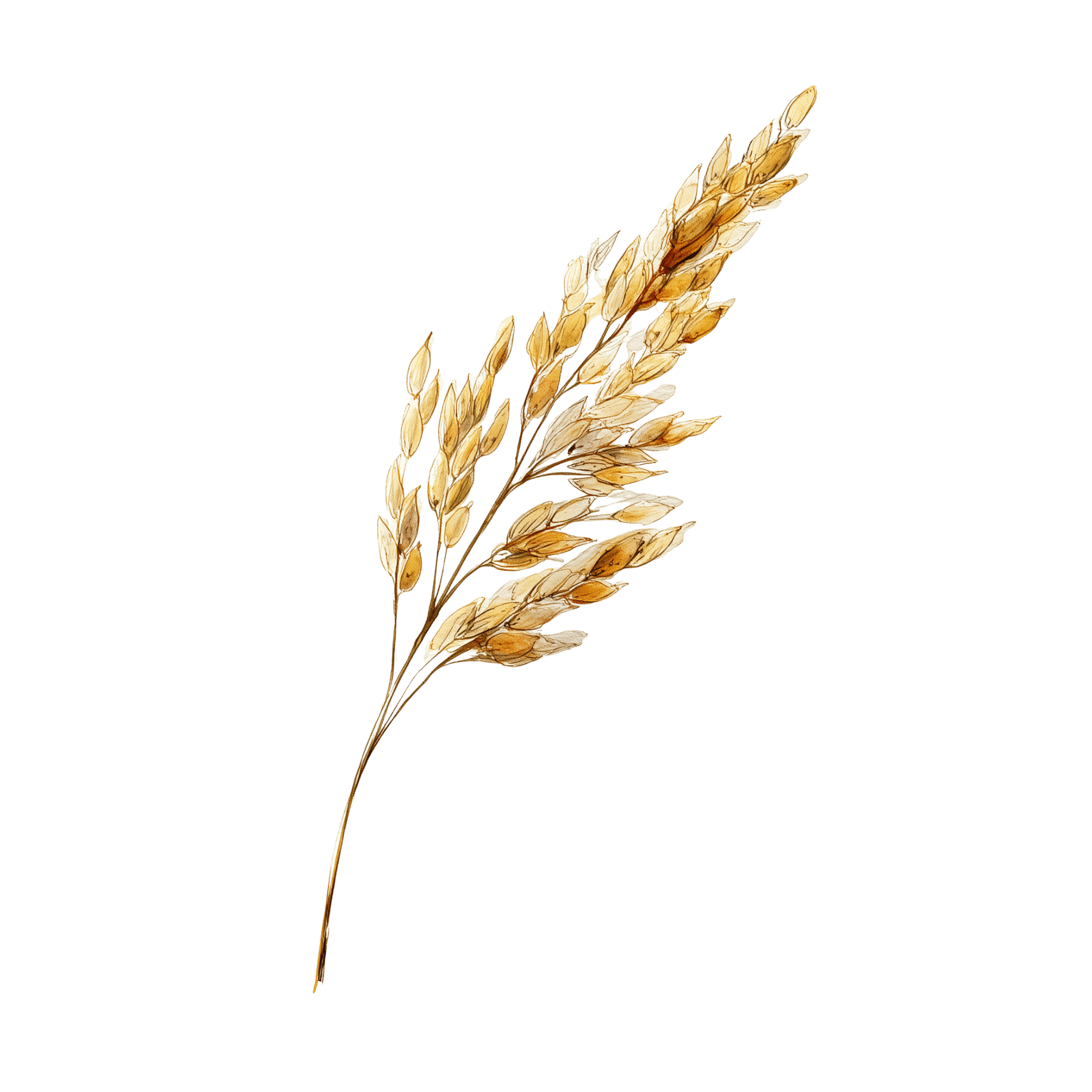 Dried beige wheat stalk on black background