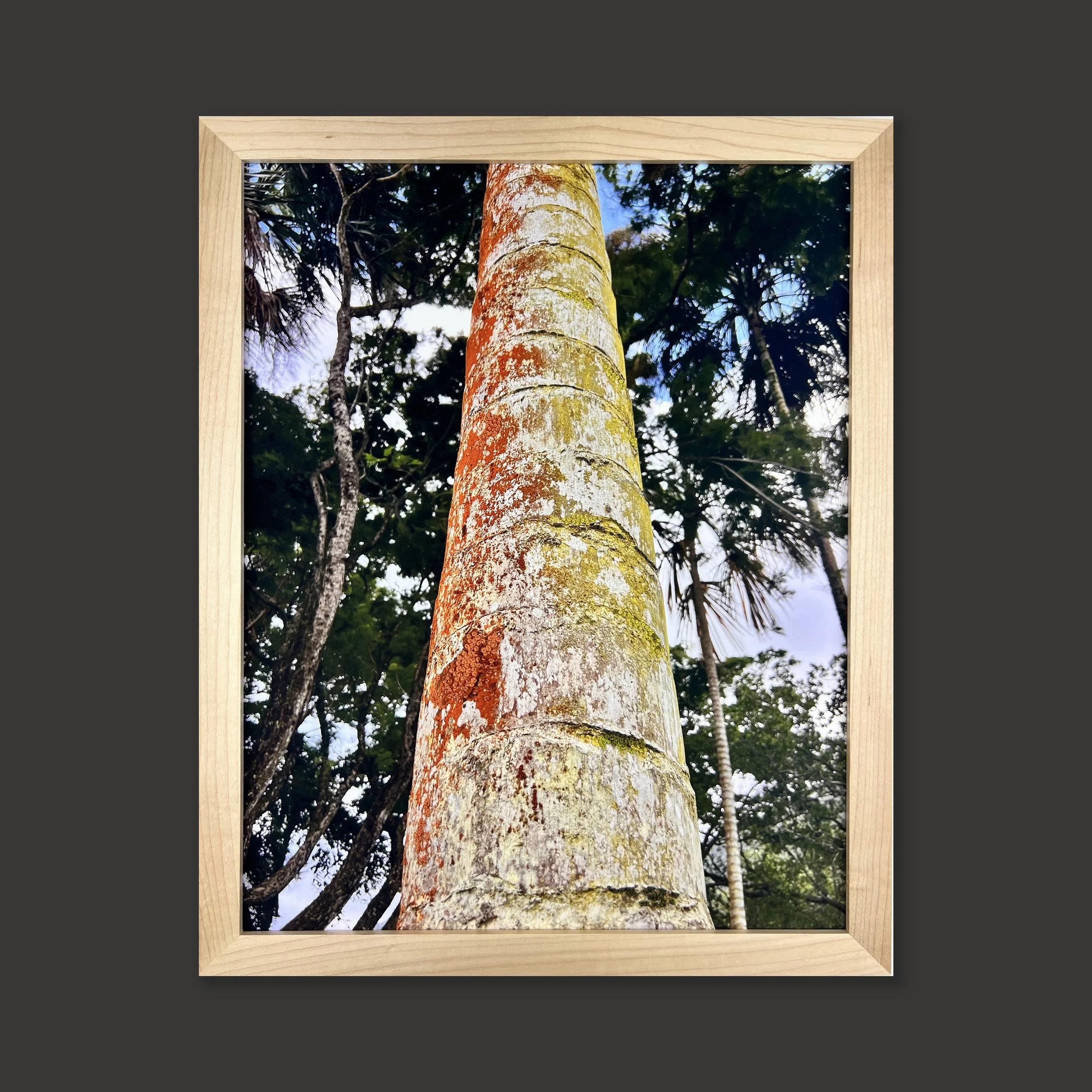 palm.1