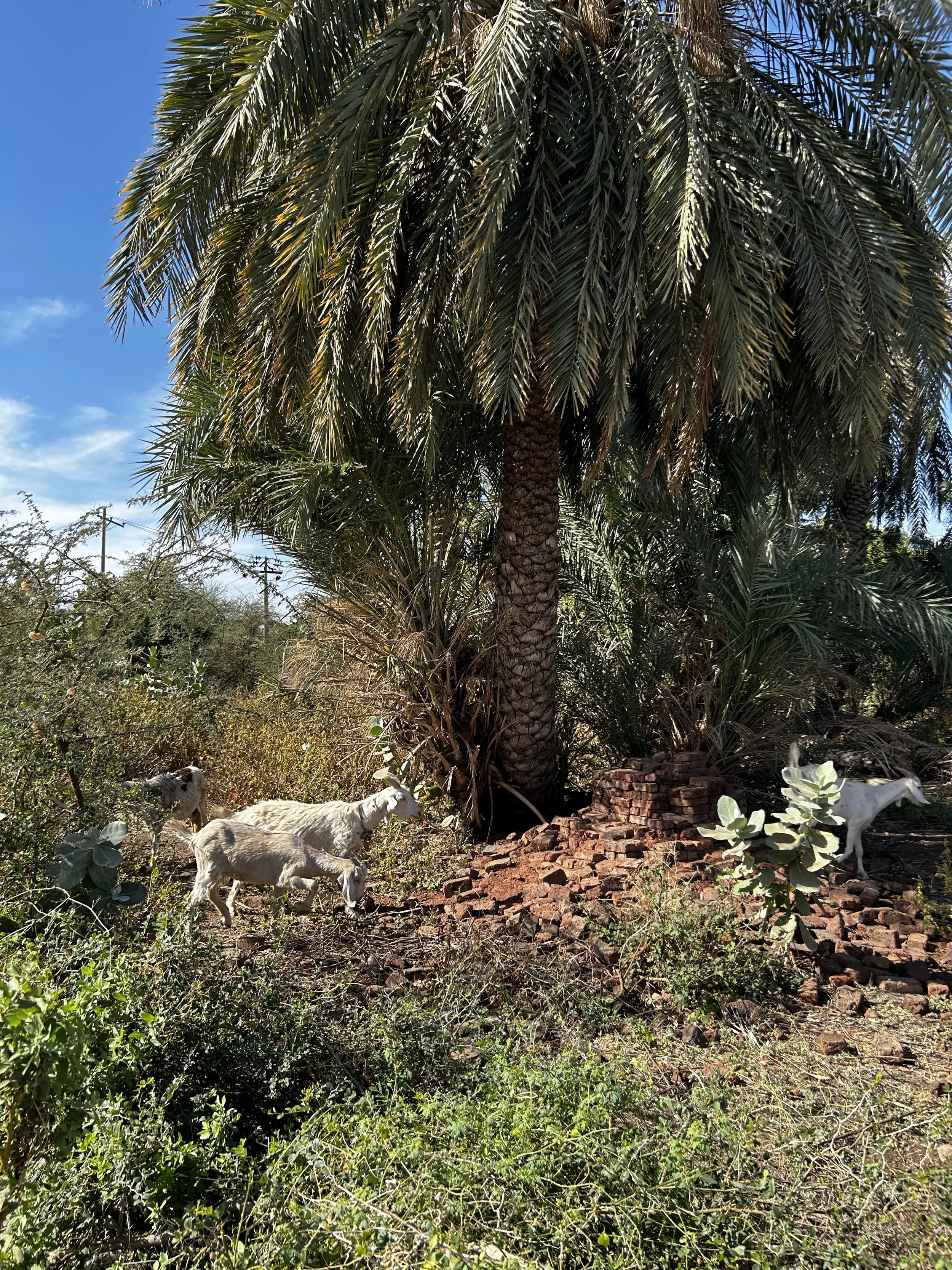 tuti island. january 9, 2023. 