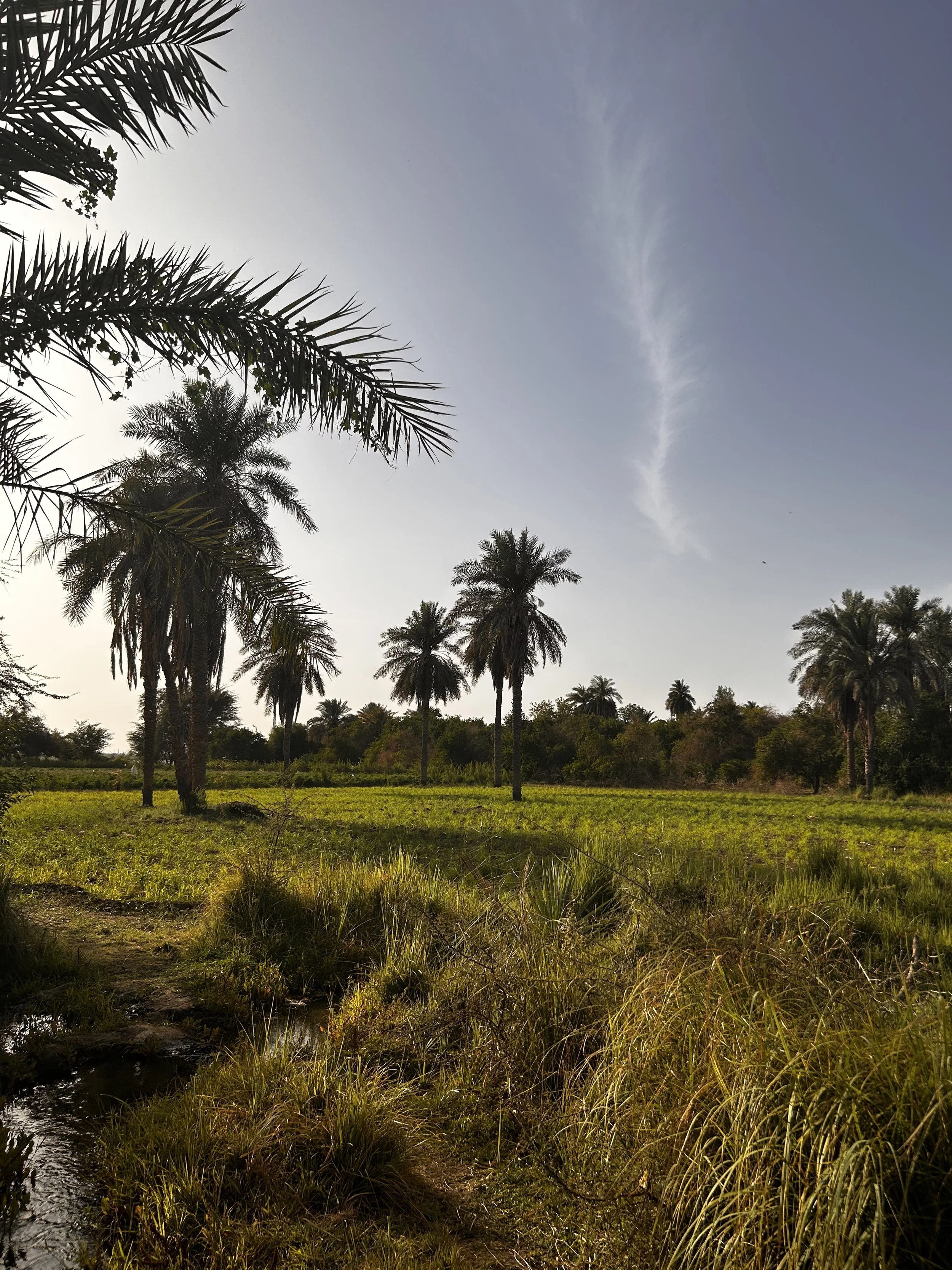 the plantation of al-zubayr pasha at al-jaily, khartoum. april 15, 2023. 