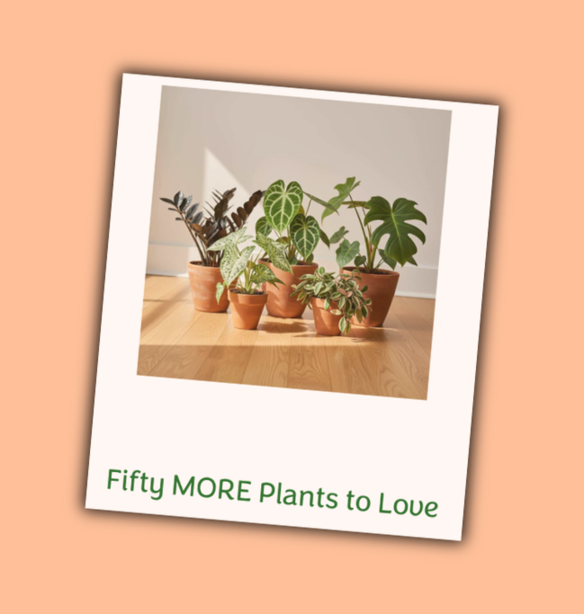 “Six potted houseplants arranged on a wooden floor in natural light, with the title ‘Fifty More Plants to Love’ below them