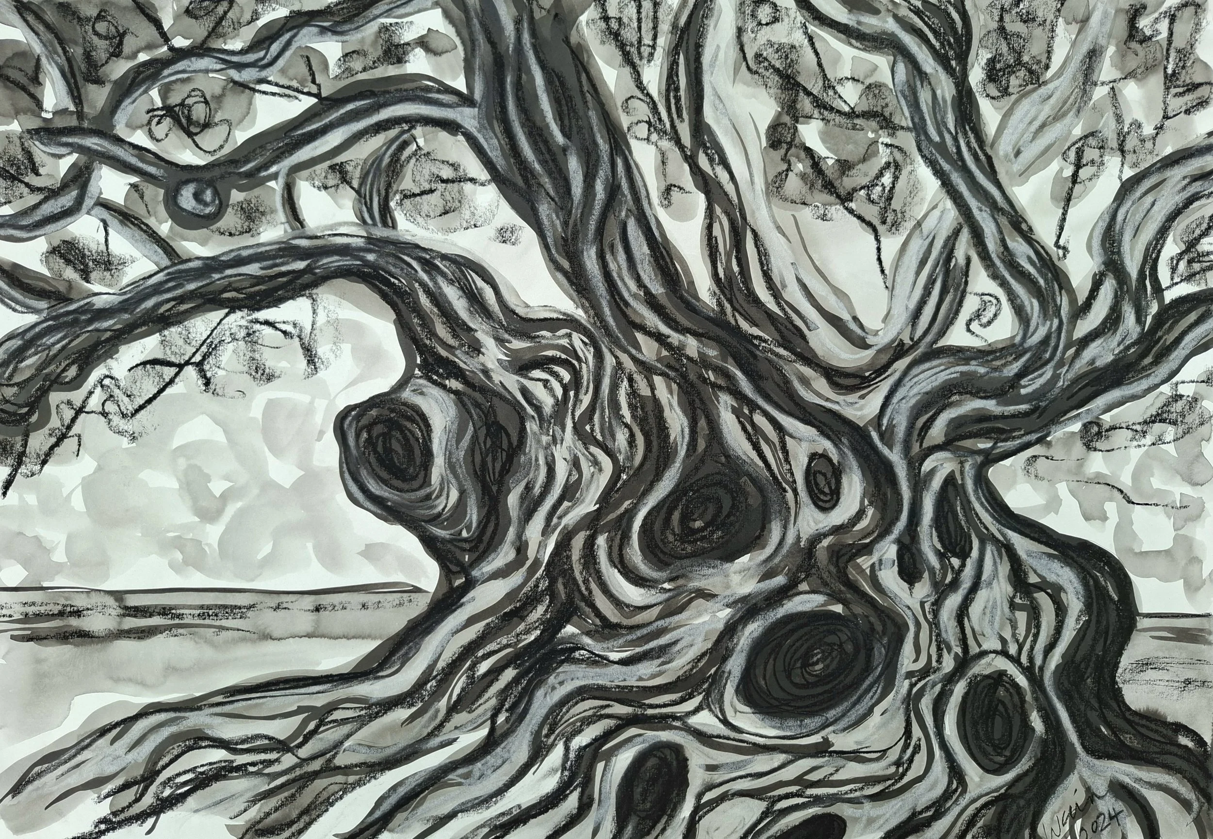 Ancient Olive, Andalucia, 2024, Indian ink, charcoal and chalk
