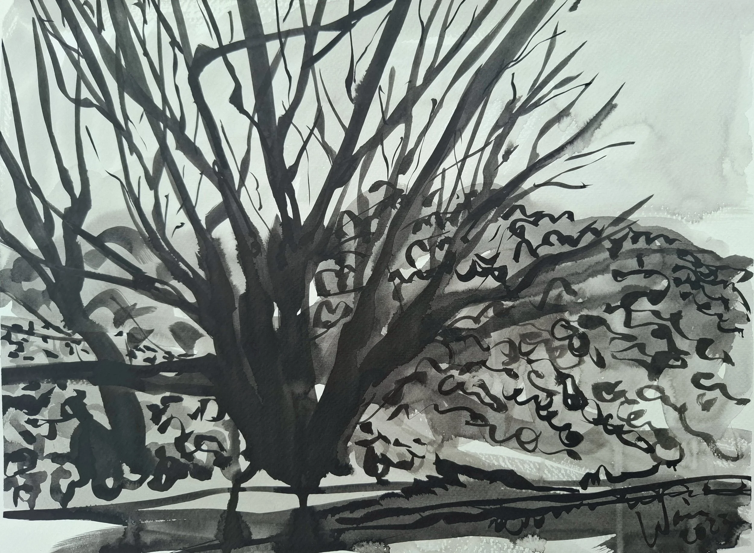 Winter tree, Manilva.  Indian Ink