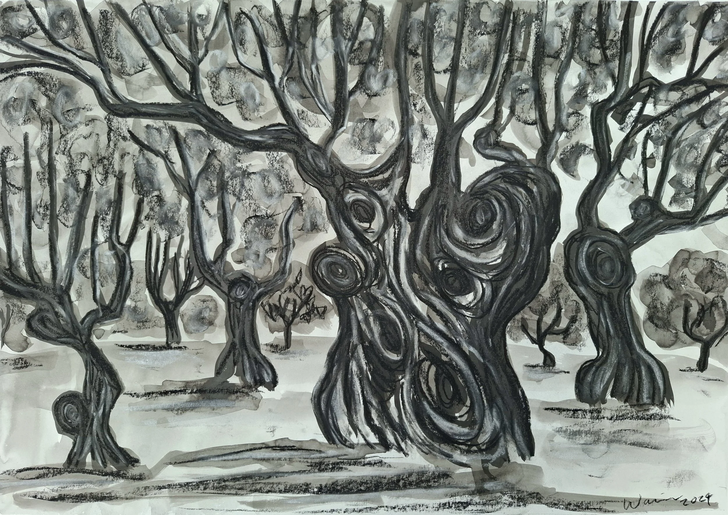 Field of Olives, Andalucia, 2024. Indian ink, charcoal and chalk