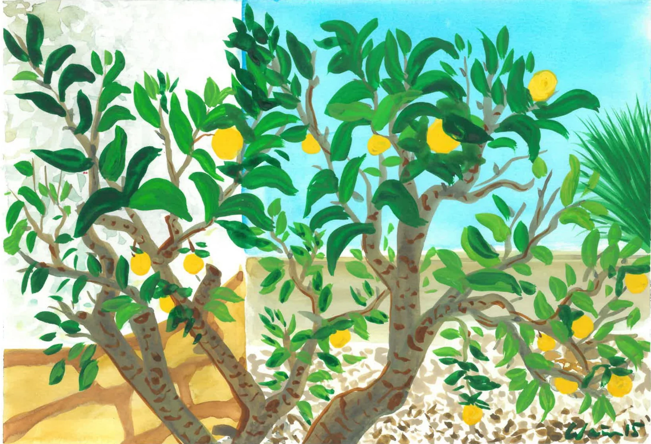 lemon tree in badia garden.jpg