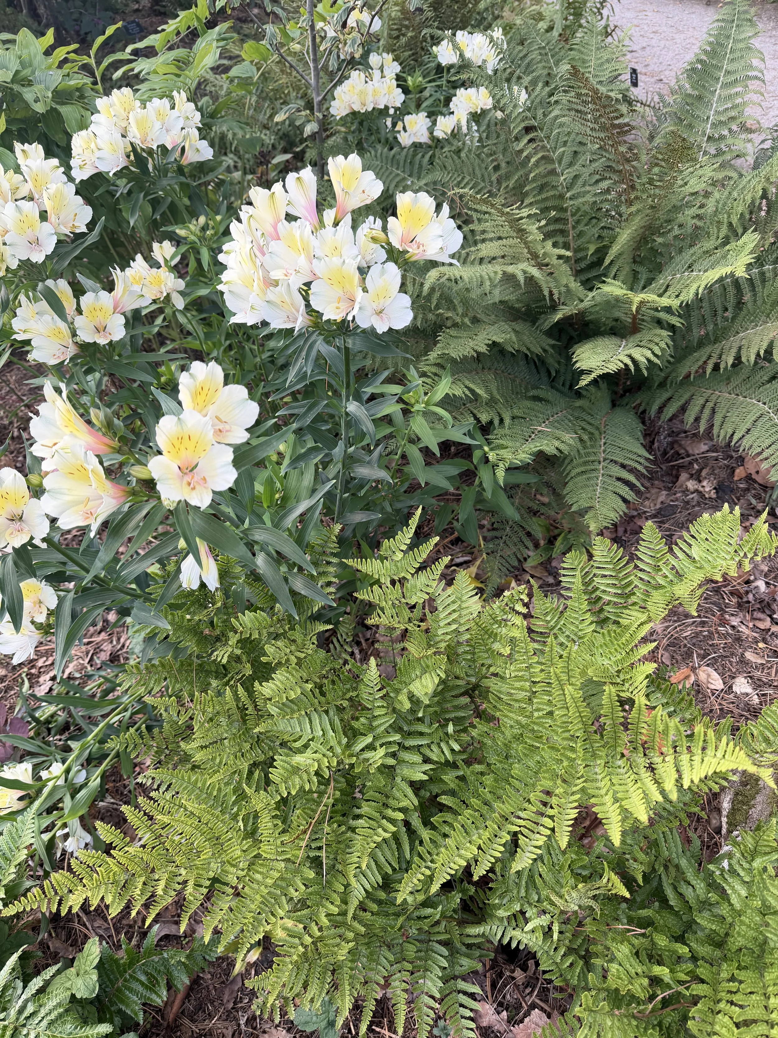 IMG_0895.jpeg