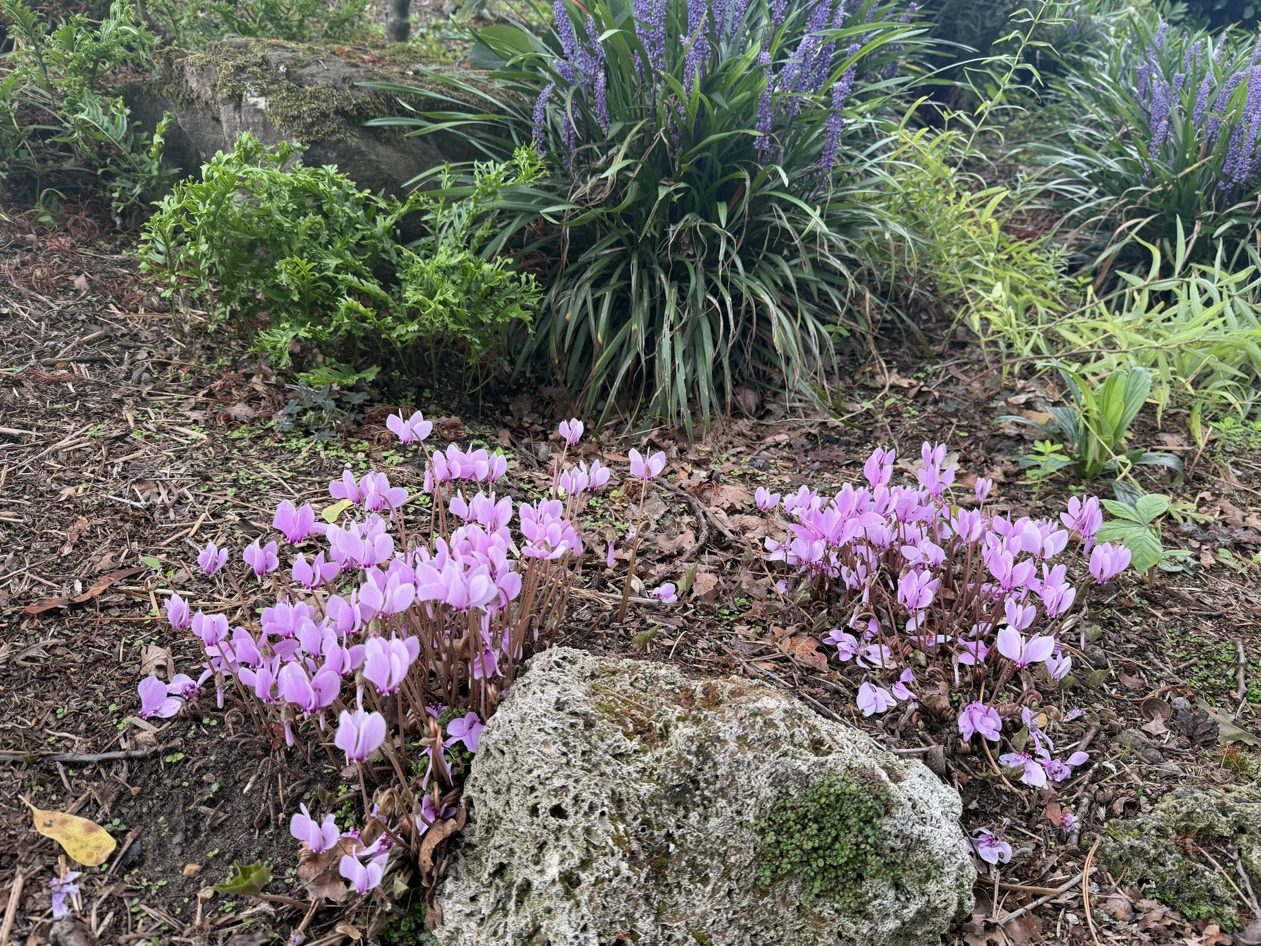 IMG_0873.jpeg