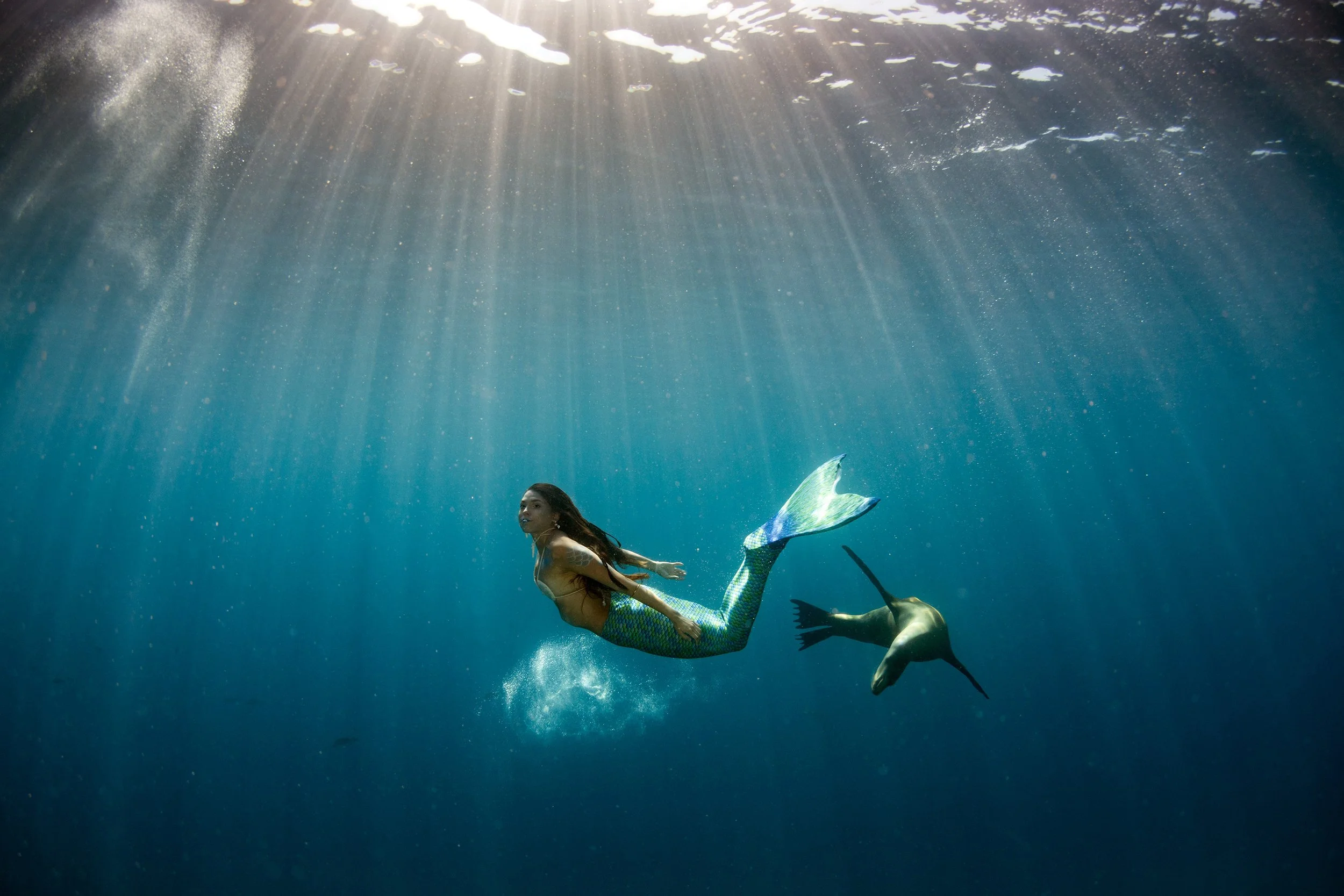 A mermaid and a seal swimming in the water.