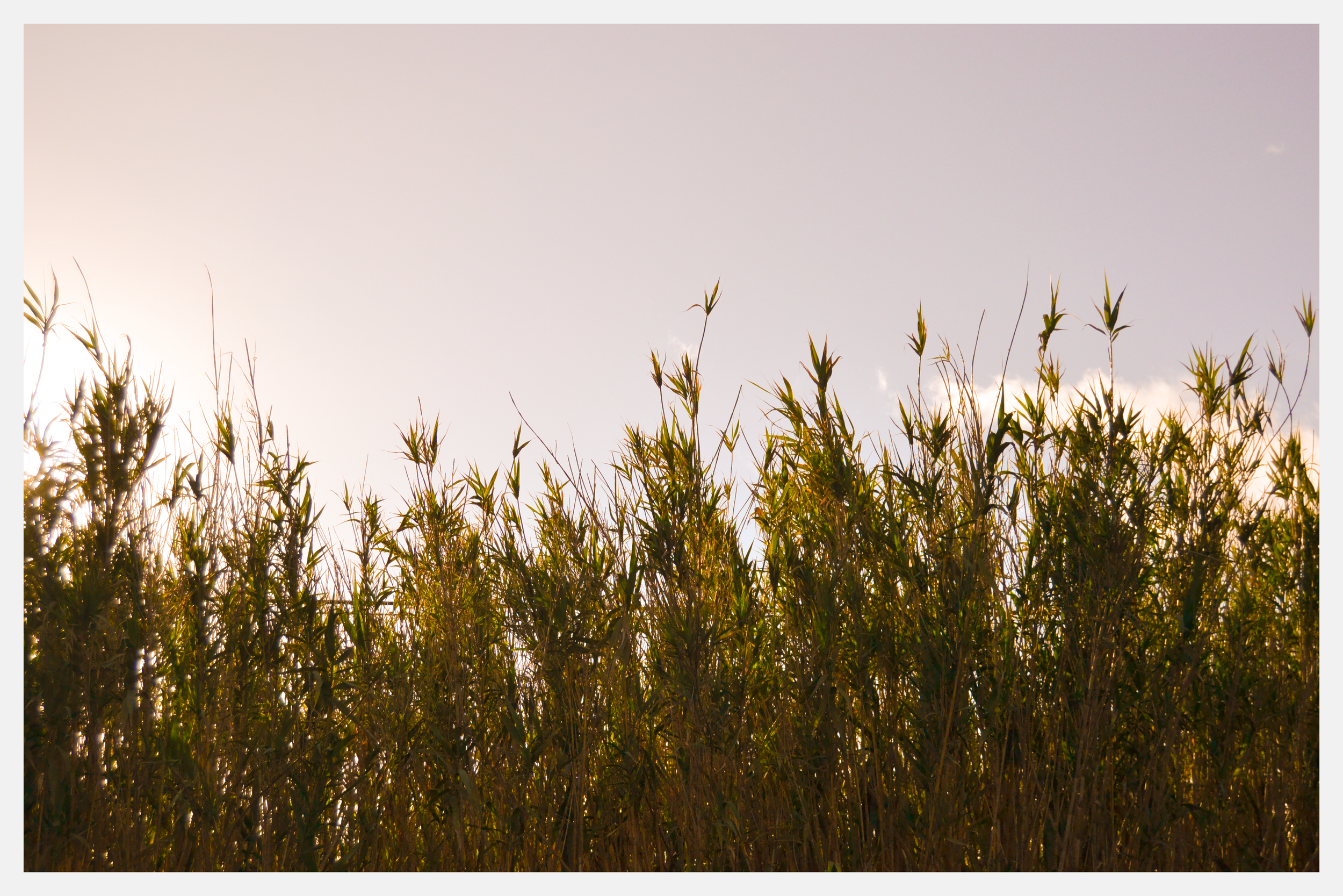 Una plantación de maíz con plantas verdes y altas bajo un cielo despejado.