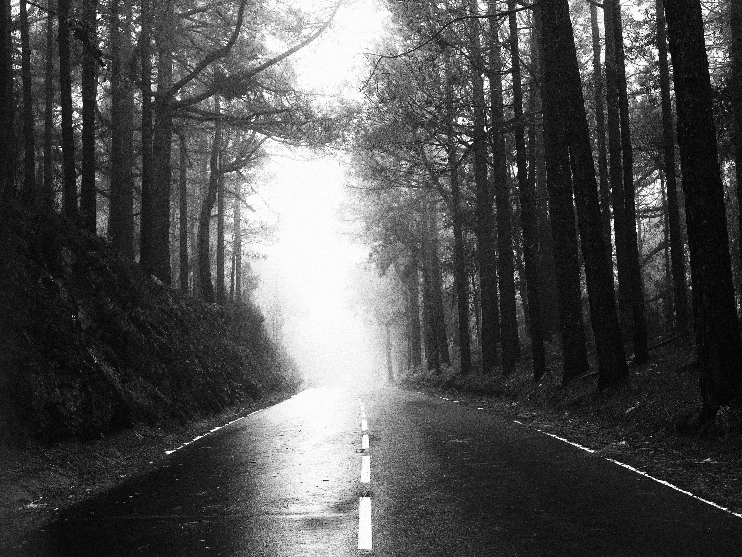 Camino asfaltado en un bosque de árboles altos con niebla.