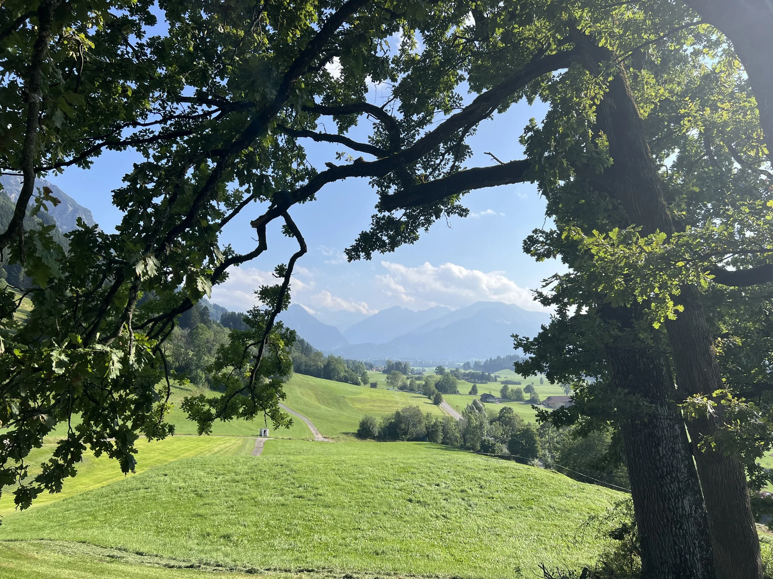 Coaching in der Natur, Neuorientierung, Waldbaden