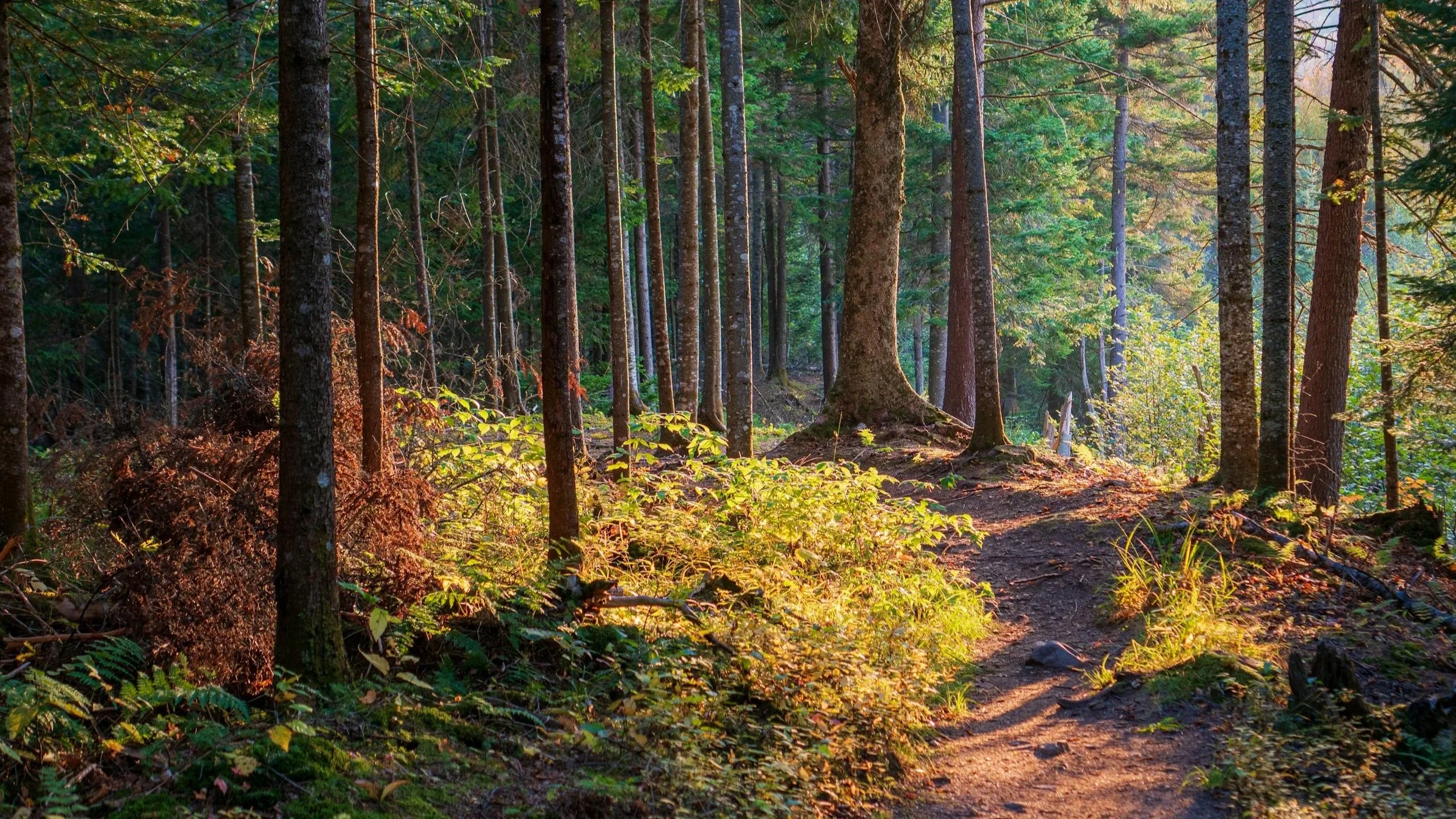 Kliniknachsorge in der Natur, Reintegration, geschützter Raum
