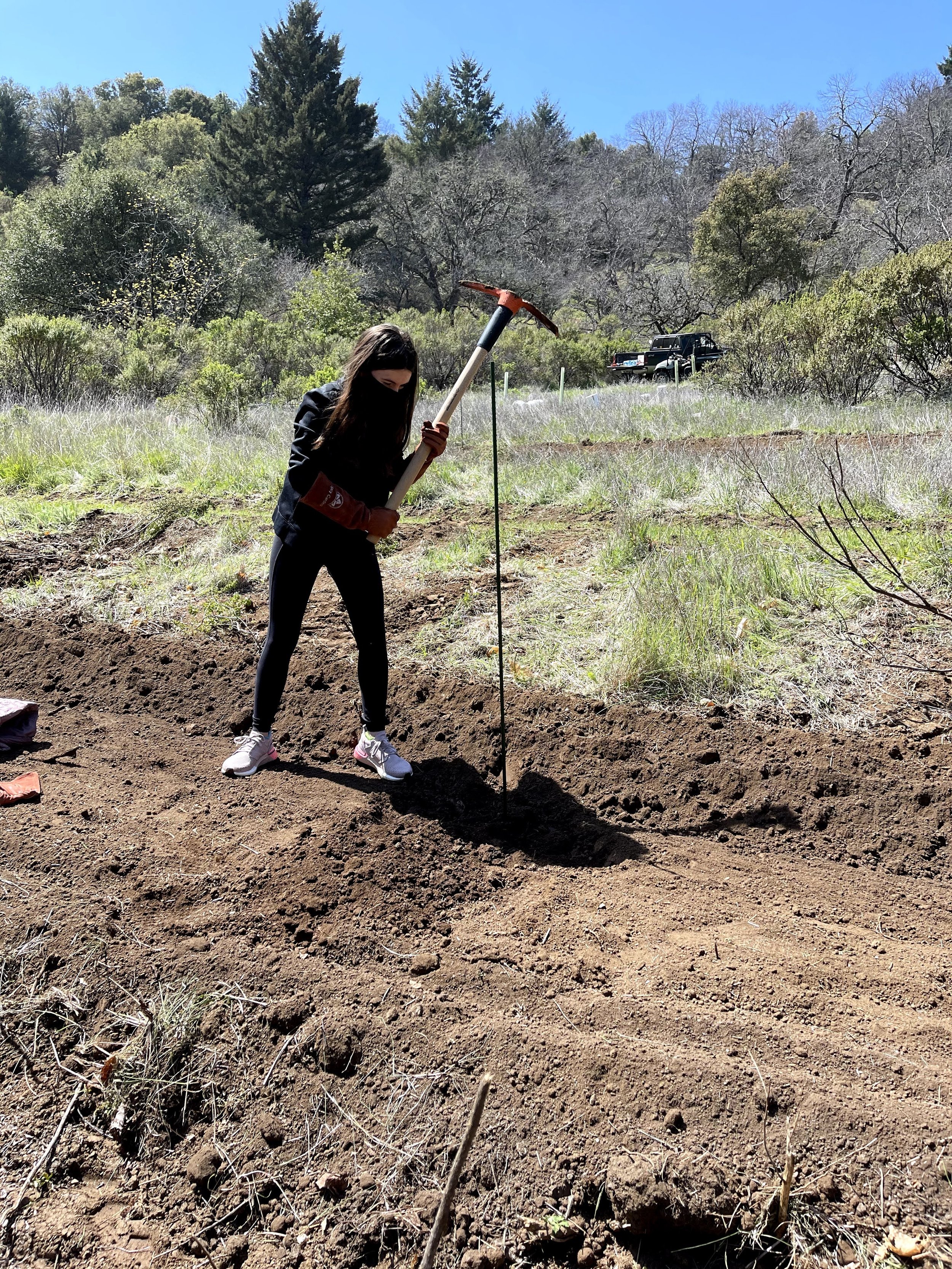 A woman planting a small tree in a freshly dug hole in a natural outdoor setting with trees and a truck in the background.