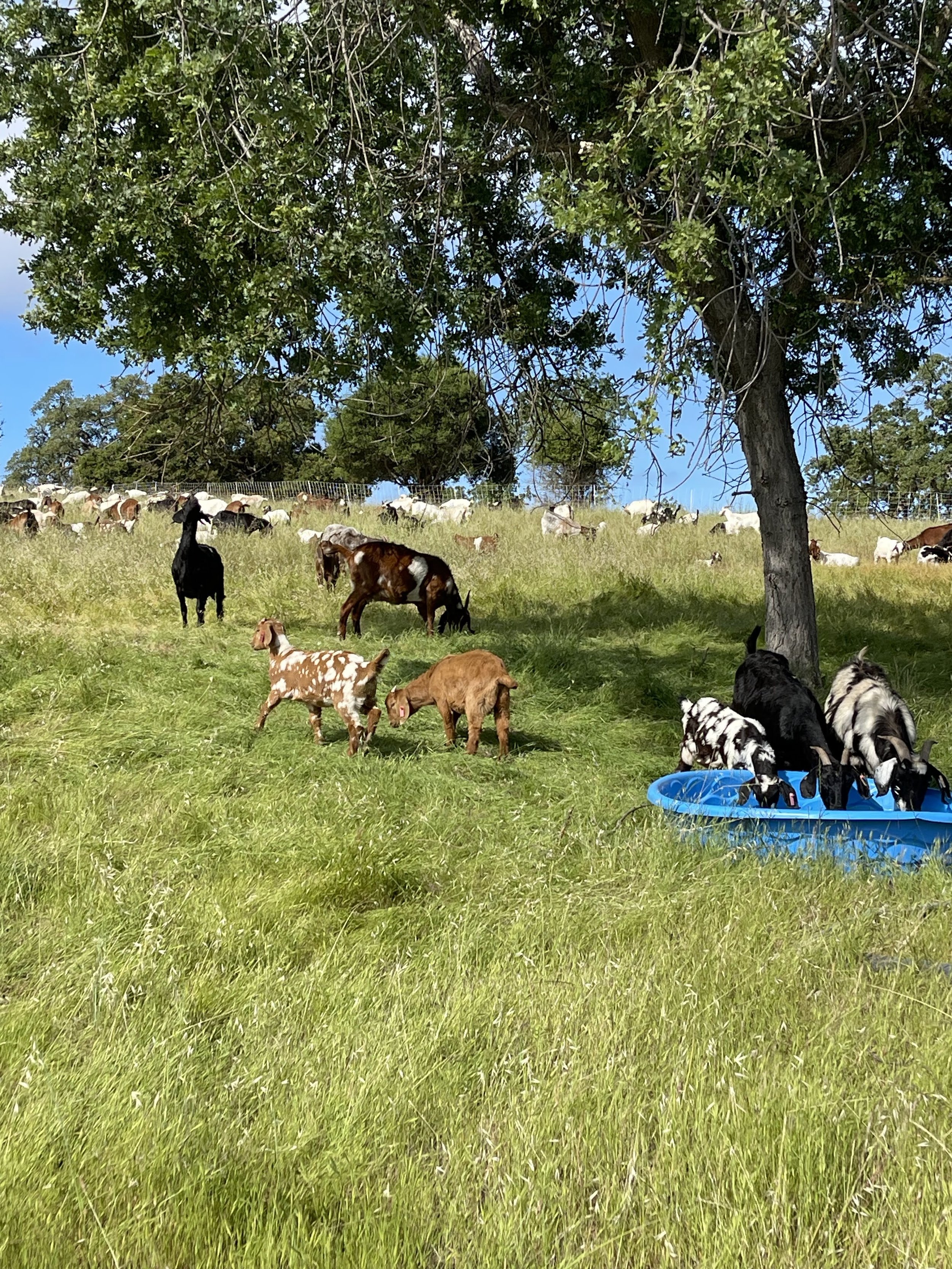 A farm scene with various goats grazing and resting under a large tree, with a grass field and a fence in the background.