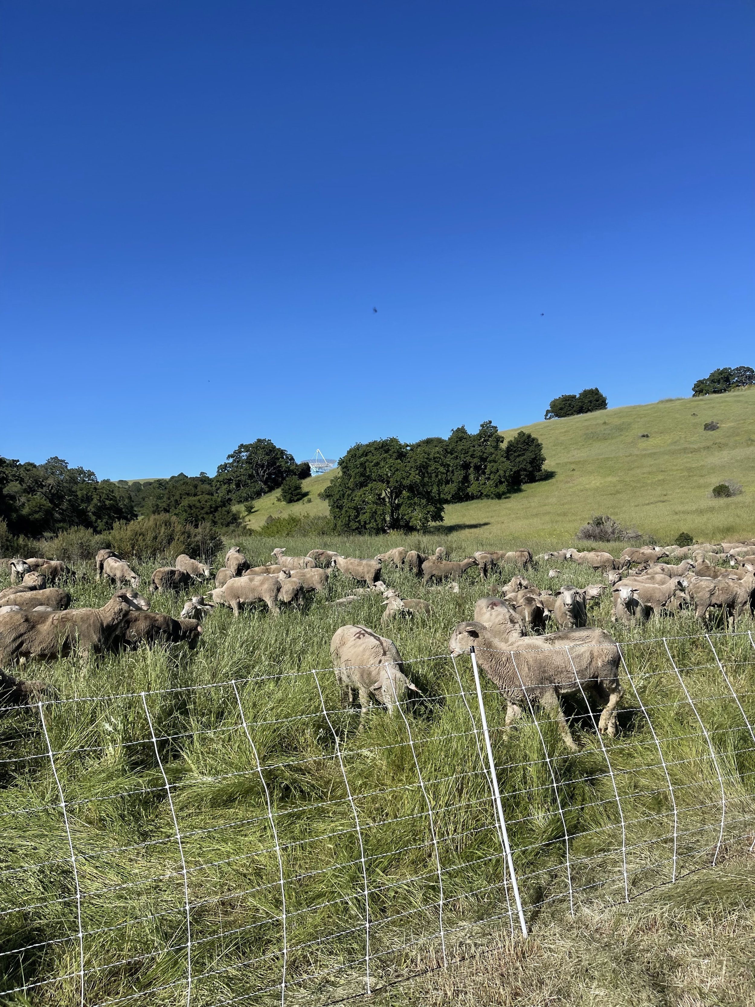 A large flock of sheep grazing in a grassy field with a green hill and trees in the background, under a clear blue sky.