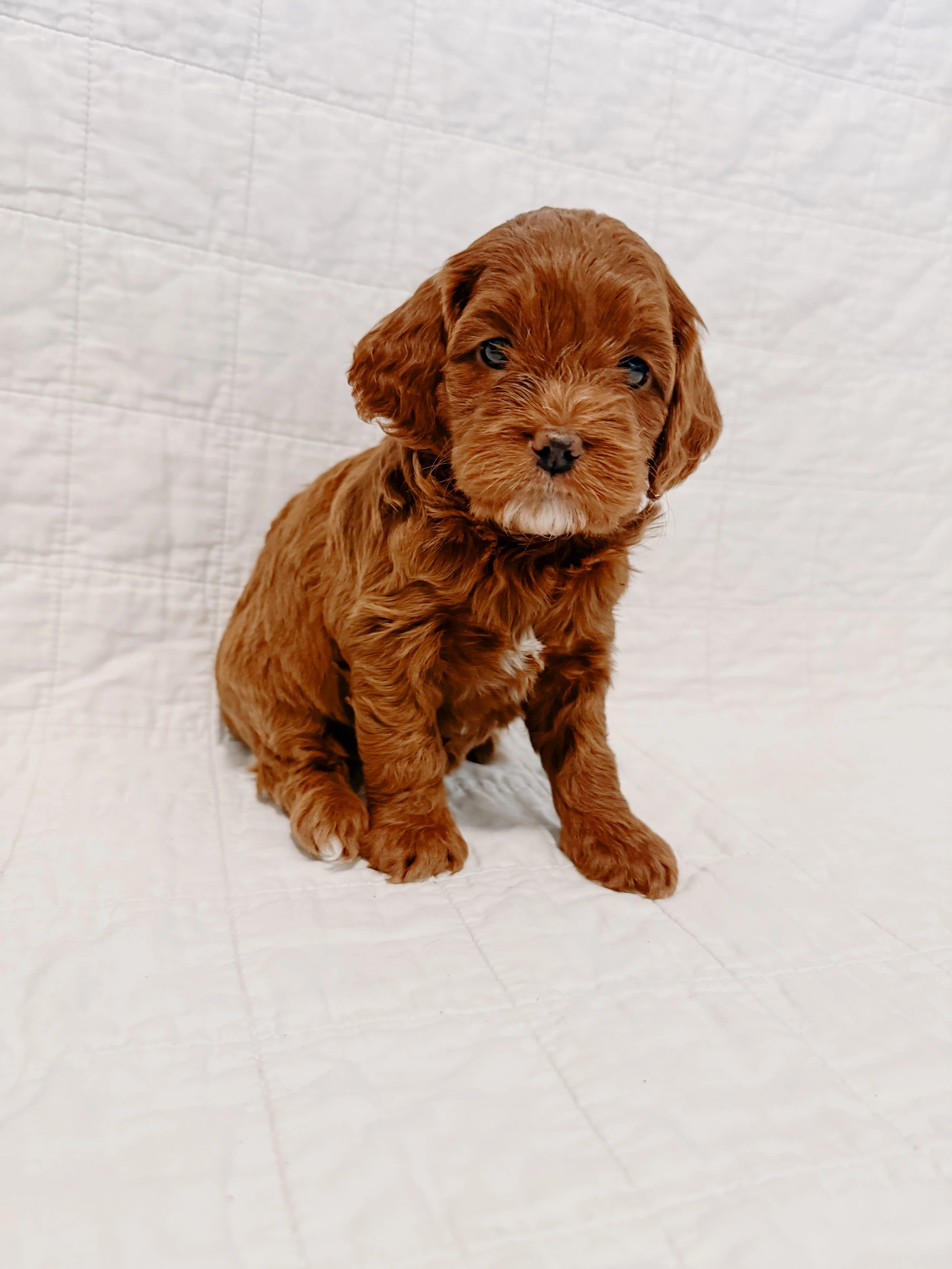 A adorable brown puppy with curly fur sitting on a white quilted surface.