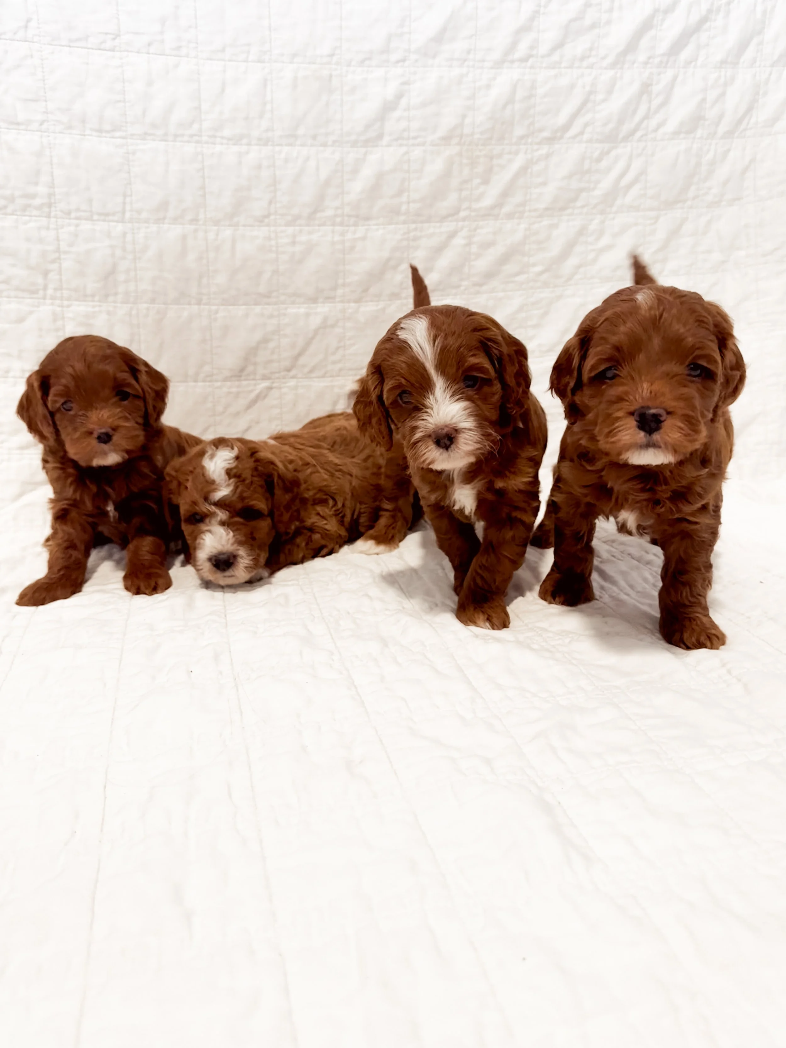 Four brown and white puppies, possibly of a spaniel breed, standing and lying on a white quilted surface against a white quilted background.