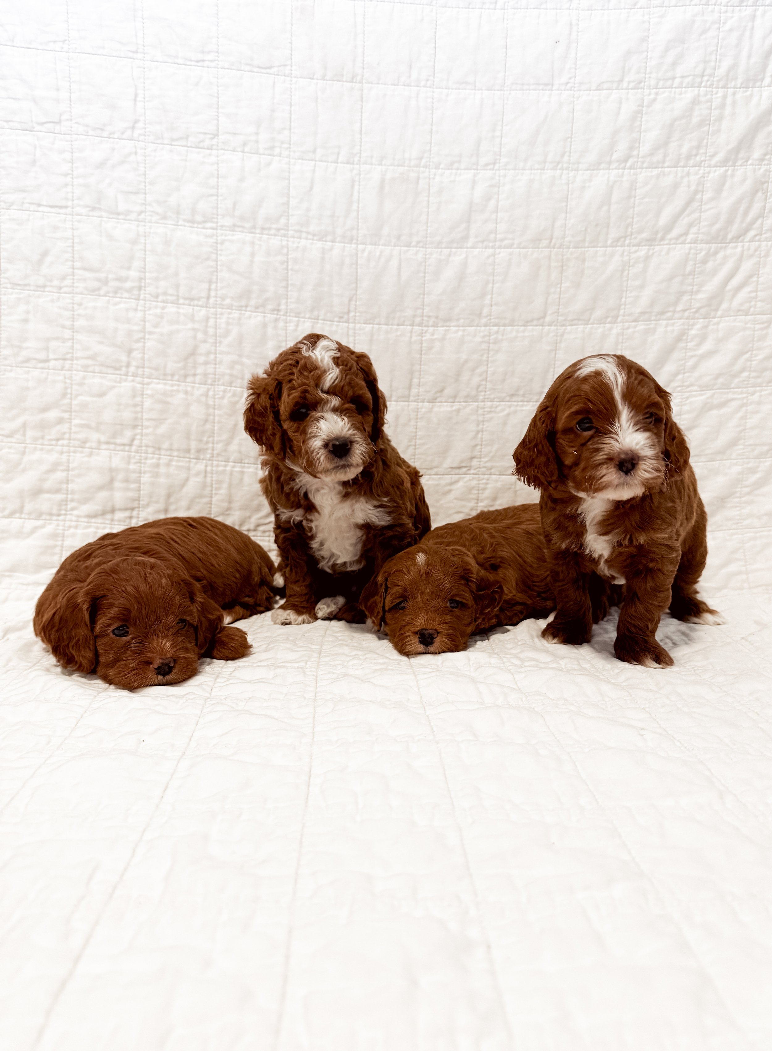 Four brown and white adorable puppies lying and sitting on a white quilted background.