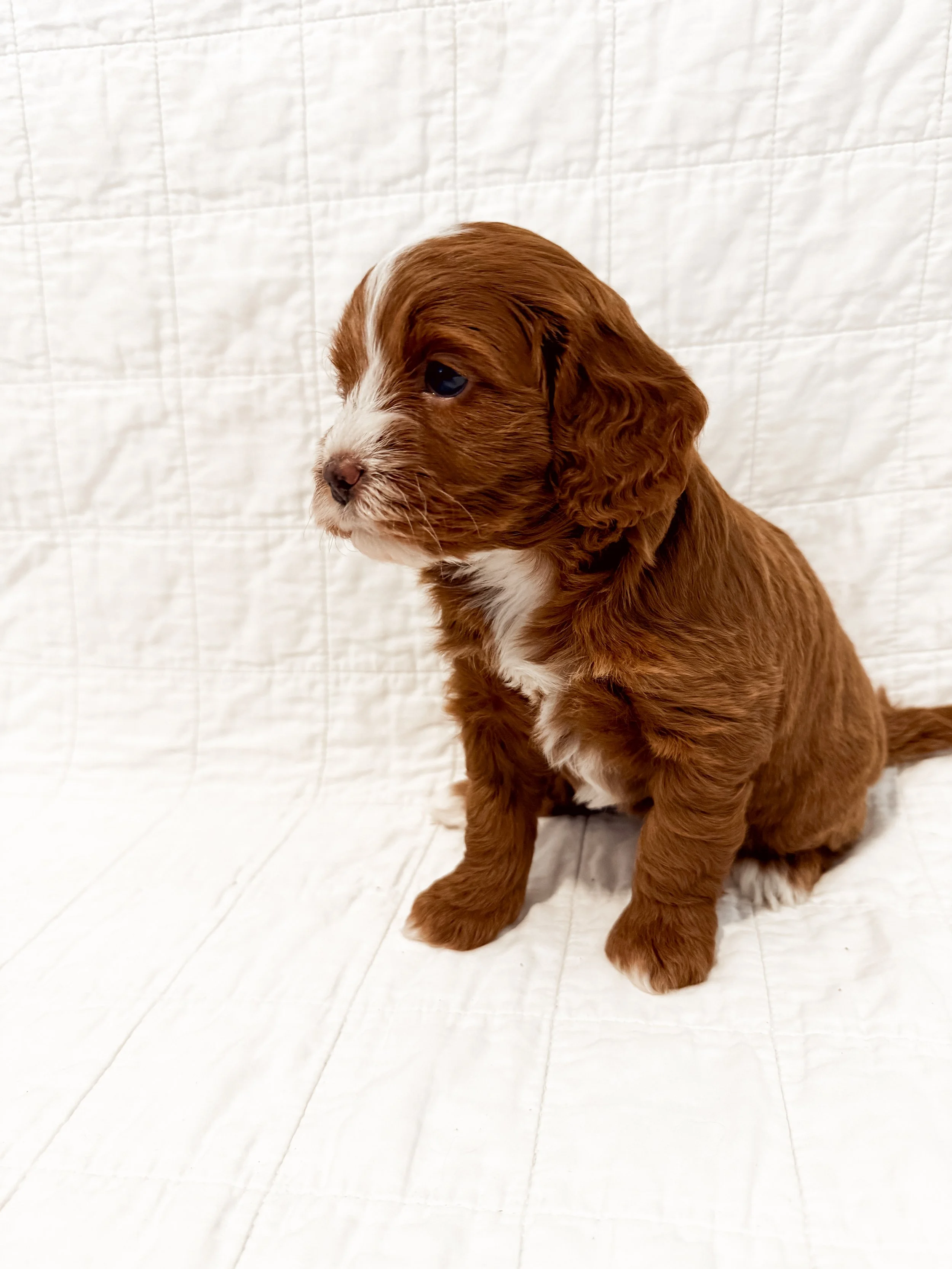 A brown and white puppy sitting on a white quilted surface, looking to the left.