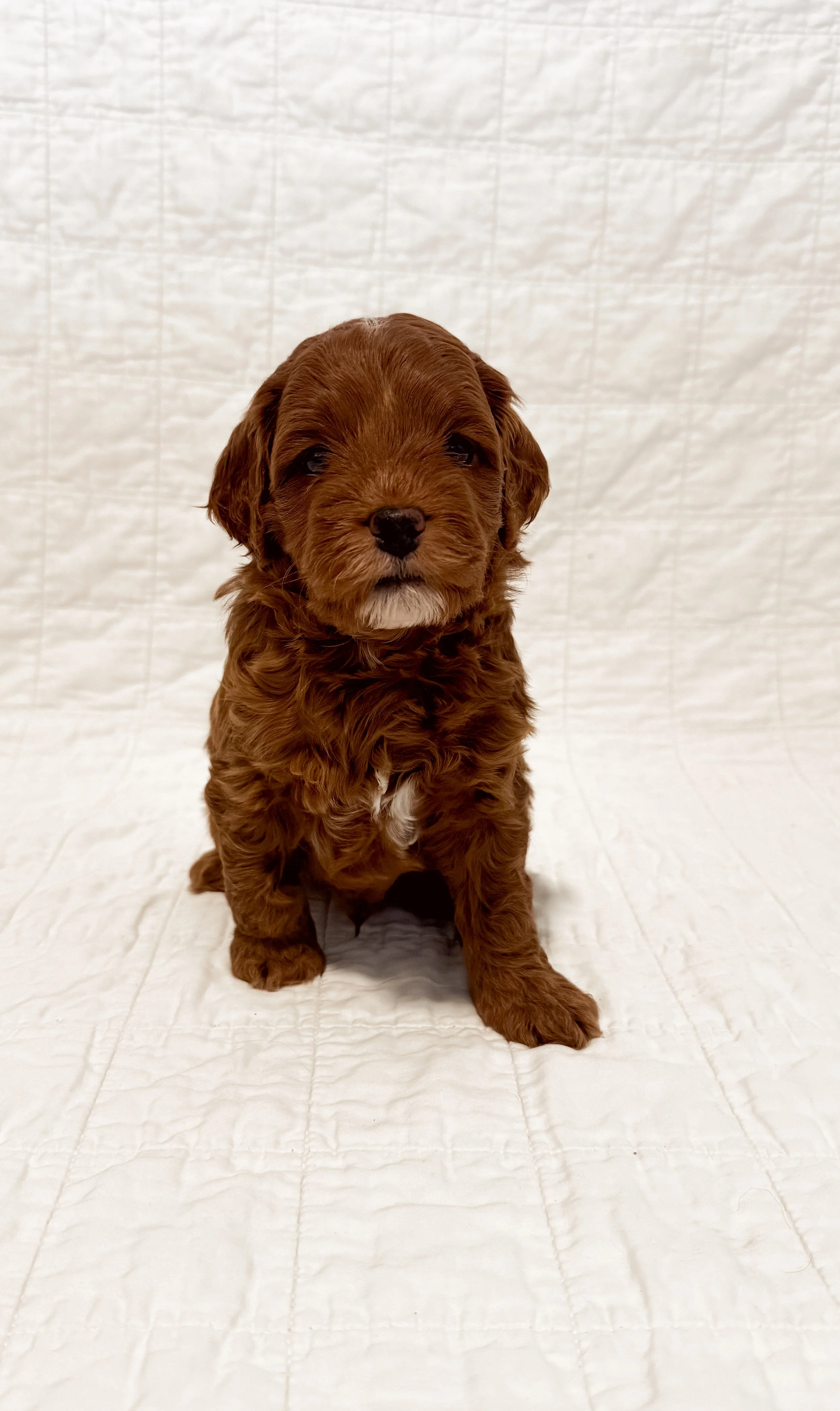 Brown curly-haired puppy sitting on a white quilted surface with a white background.