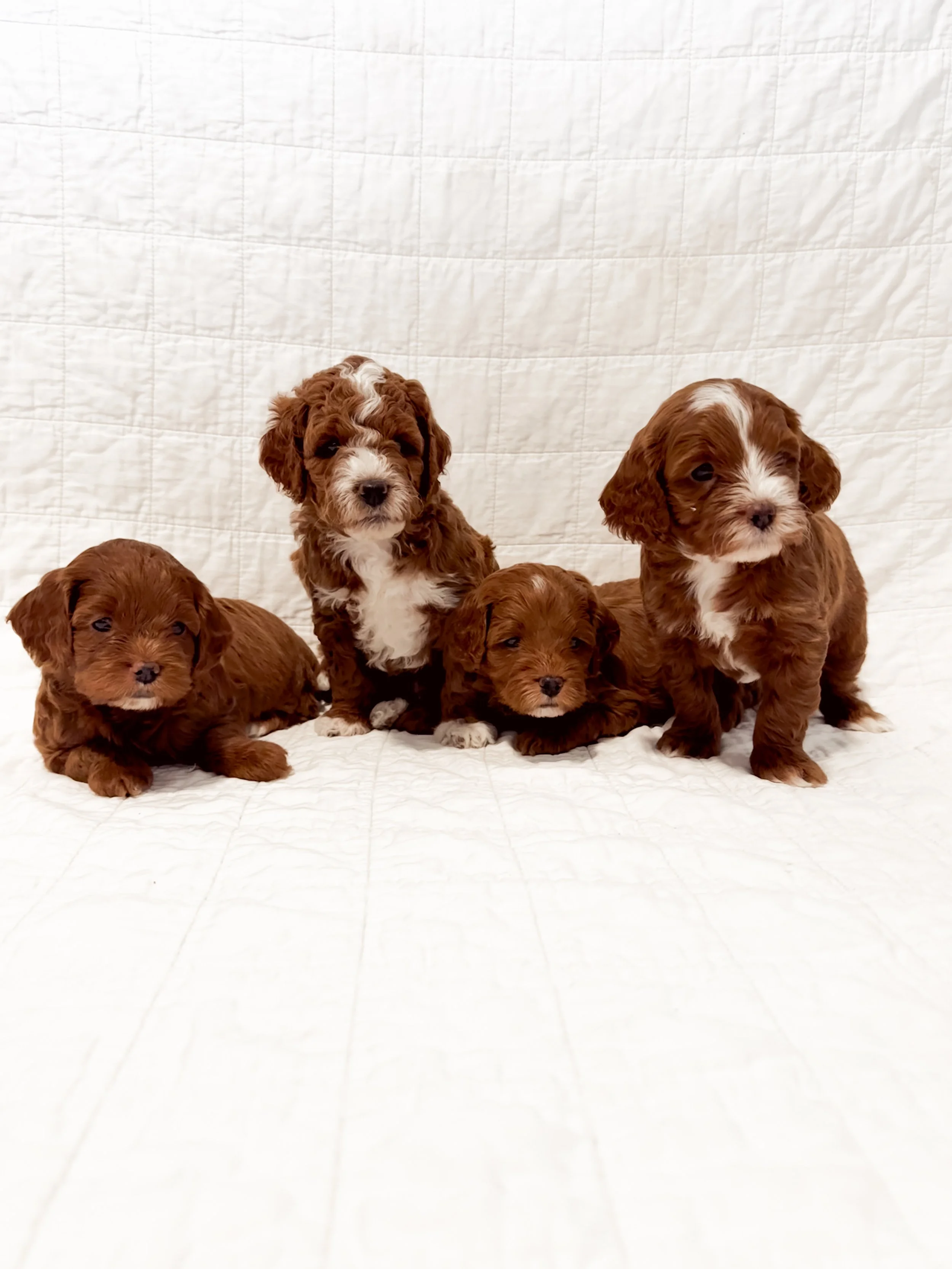 Five brown and white curly-haired puppies sitting on a white quilted surface with a white quilted background.