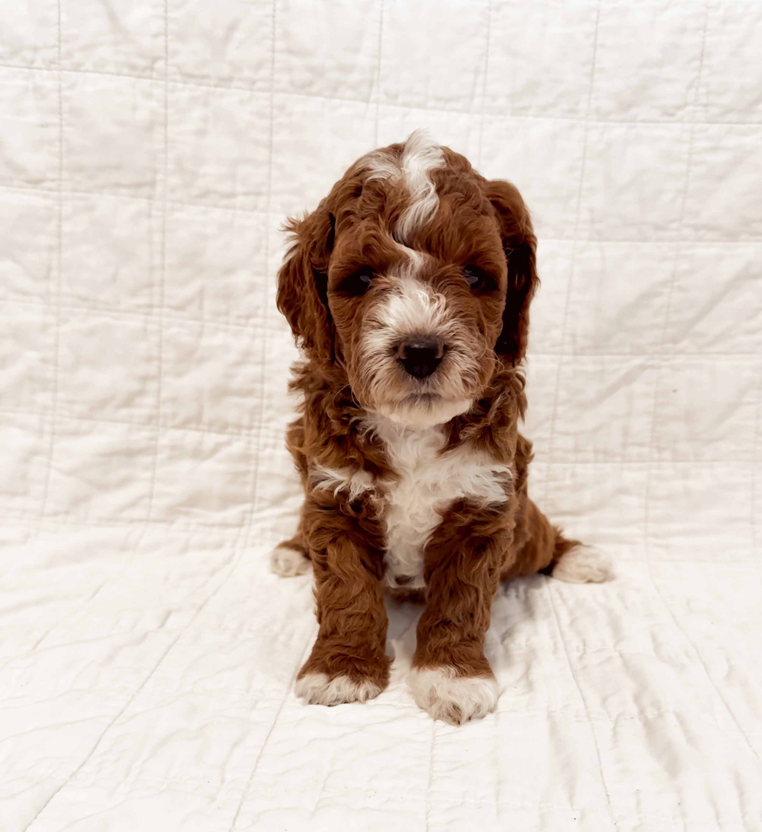 A cute brown and white puppy sitting on a white quilted surface with a white quilted background.