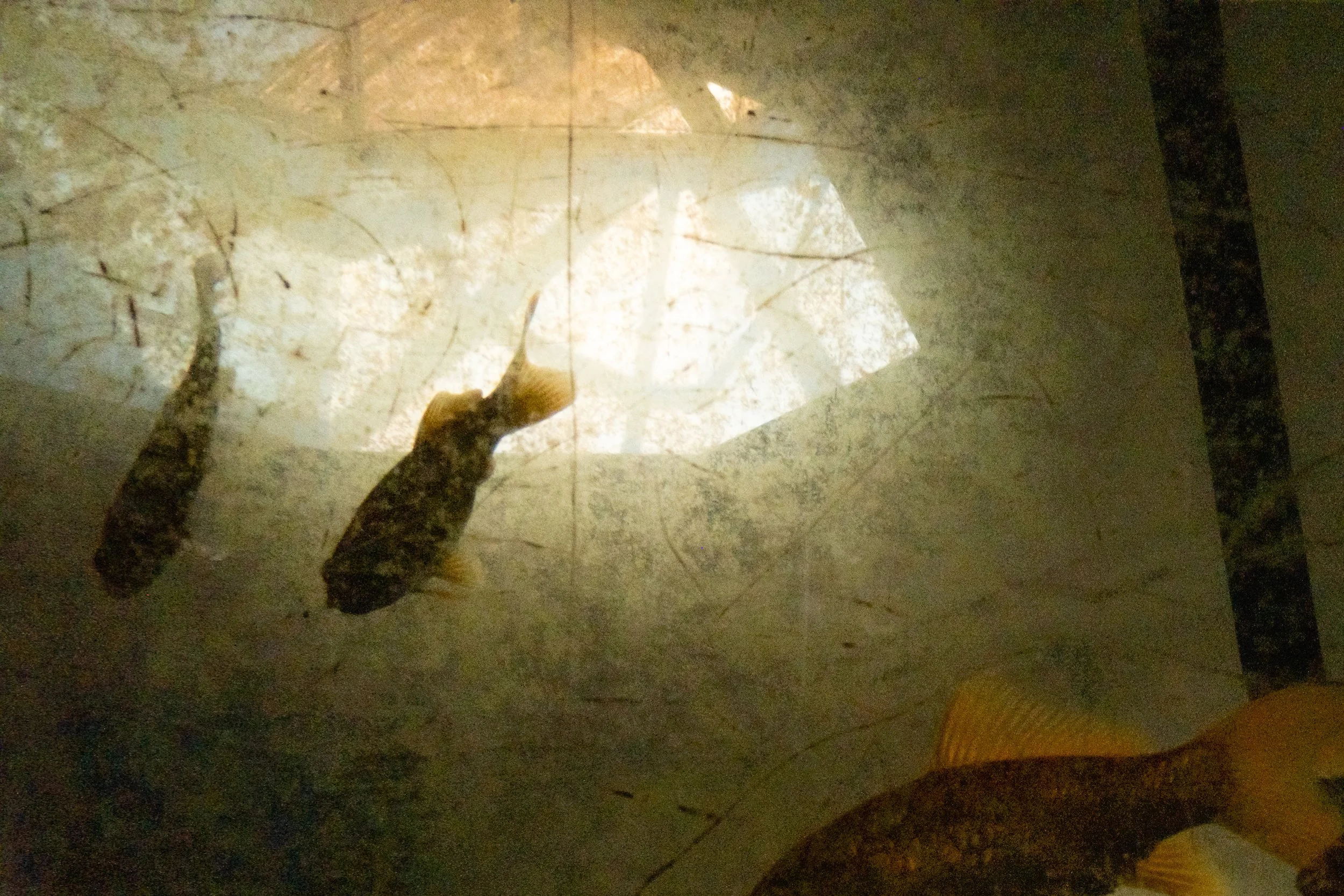 _DSF0684.jpg