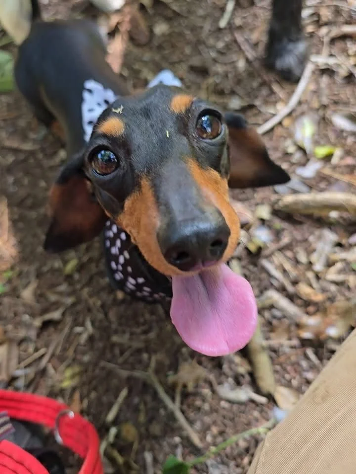Close-up of a Mila, Head of Security at Langarian Travel