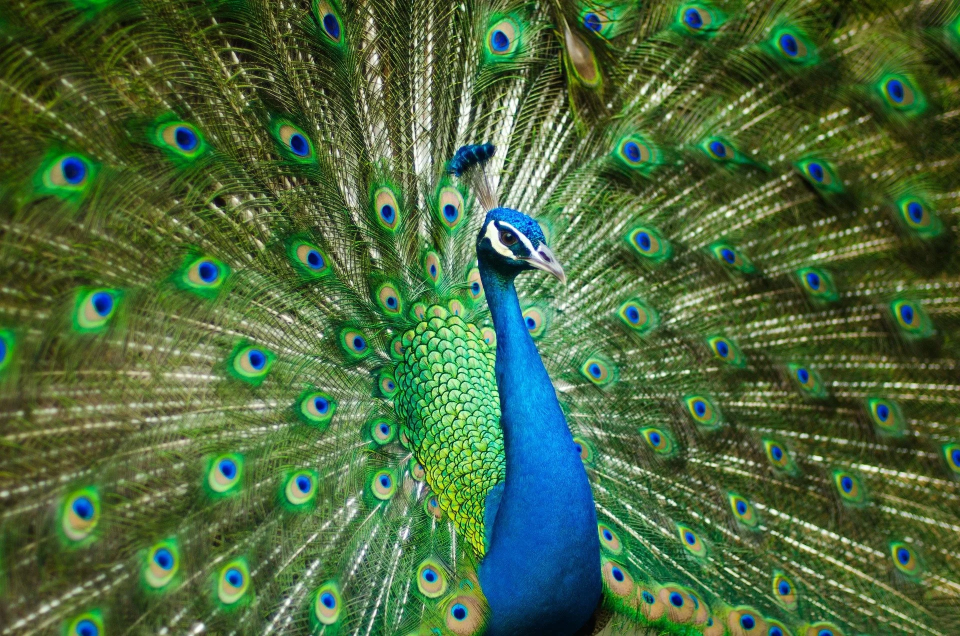A peacock with vibrant blue and green plumage displaying its colorful tail feathers.