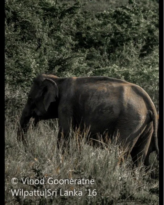 Gentle giants of Sri Lanka 🐘💙 There&rsquo;s something truly magical about watching these majestic creatures roam freely in their natural habitat. rom the lush green jungles of Udawalawe to the serene waters of Kaudulla National Park, every moment w