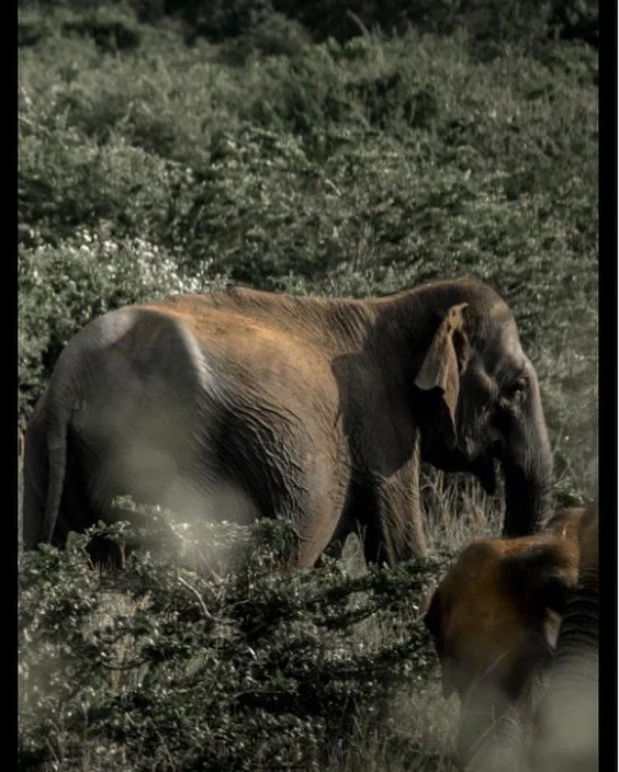 Did you know Asian and African elephants have some fascinating differences? 🐘🌍 Asian elephants are smaller, with smaller ears and a twin-domed head, while African elephants are larger, with bigger ears and a single dome. Also, only some male Asian 