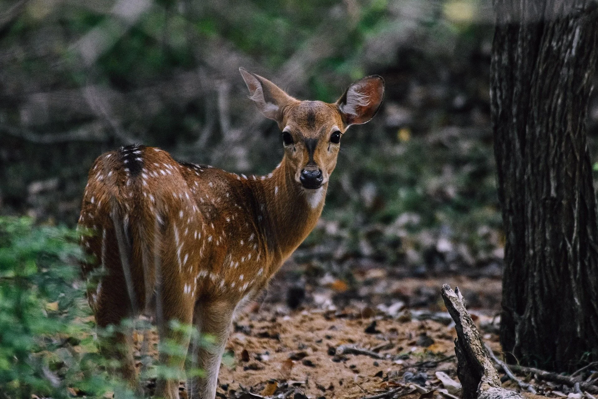 A young deer with white spots on its back standing in a forest, looking towards the camera.