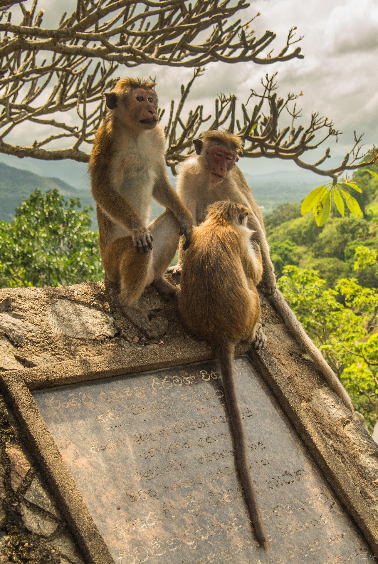 Four monkeys sitting on a stone monument with inscribed text, surrounded by green trees and mountains, cloudy sky overhead.