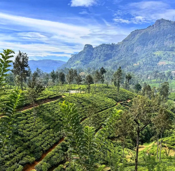 Green tea plantations on rolling hills with tall trees and mountain range in the background under a partly cloudy sky.