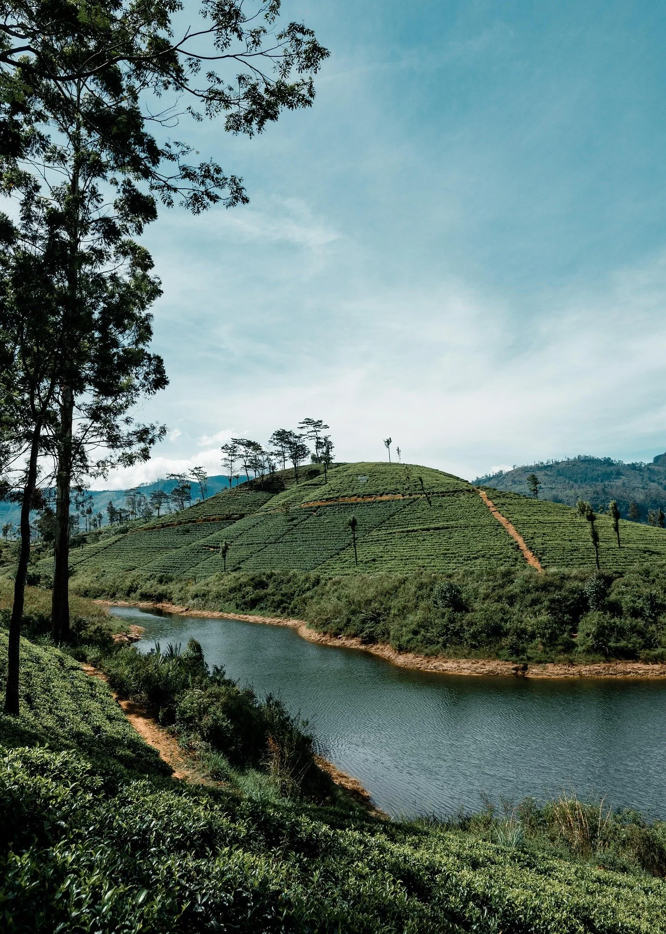 A scenic landscape with a large hill covered in green tea plantations, a winding river at the base, and a few tall trees scattered across the hill, with a light blue sky overhead.