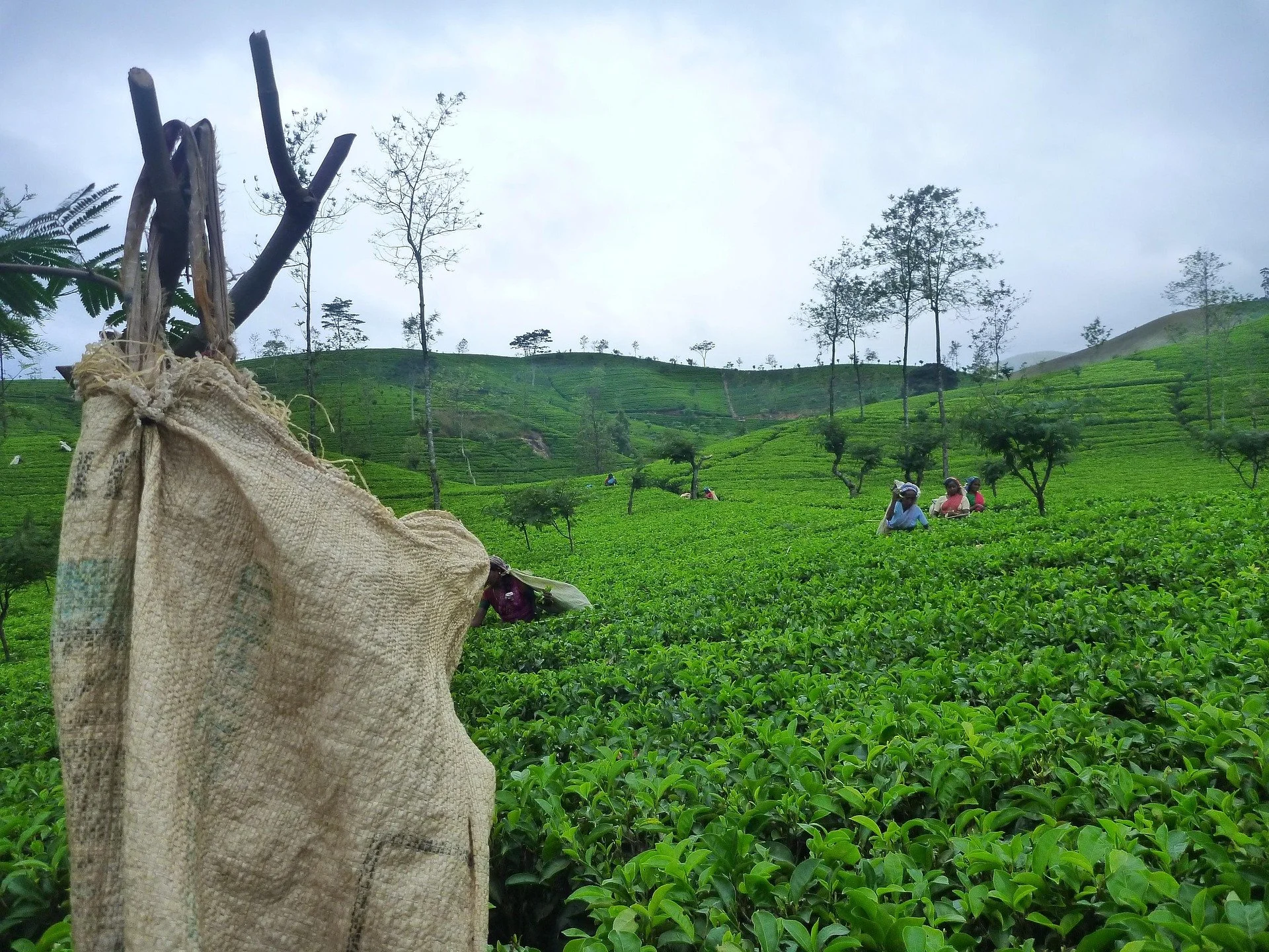 Green tea plantation on rolling hills with workers picking tea leaves, a burlap sack in the foreground, and trees on the hillside under a cloudy sky.