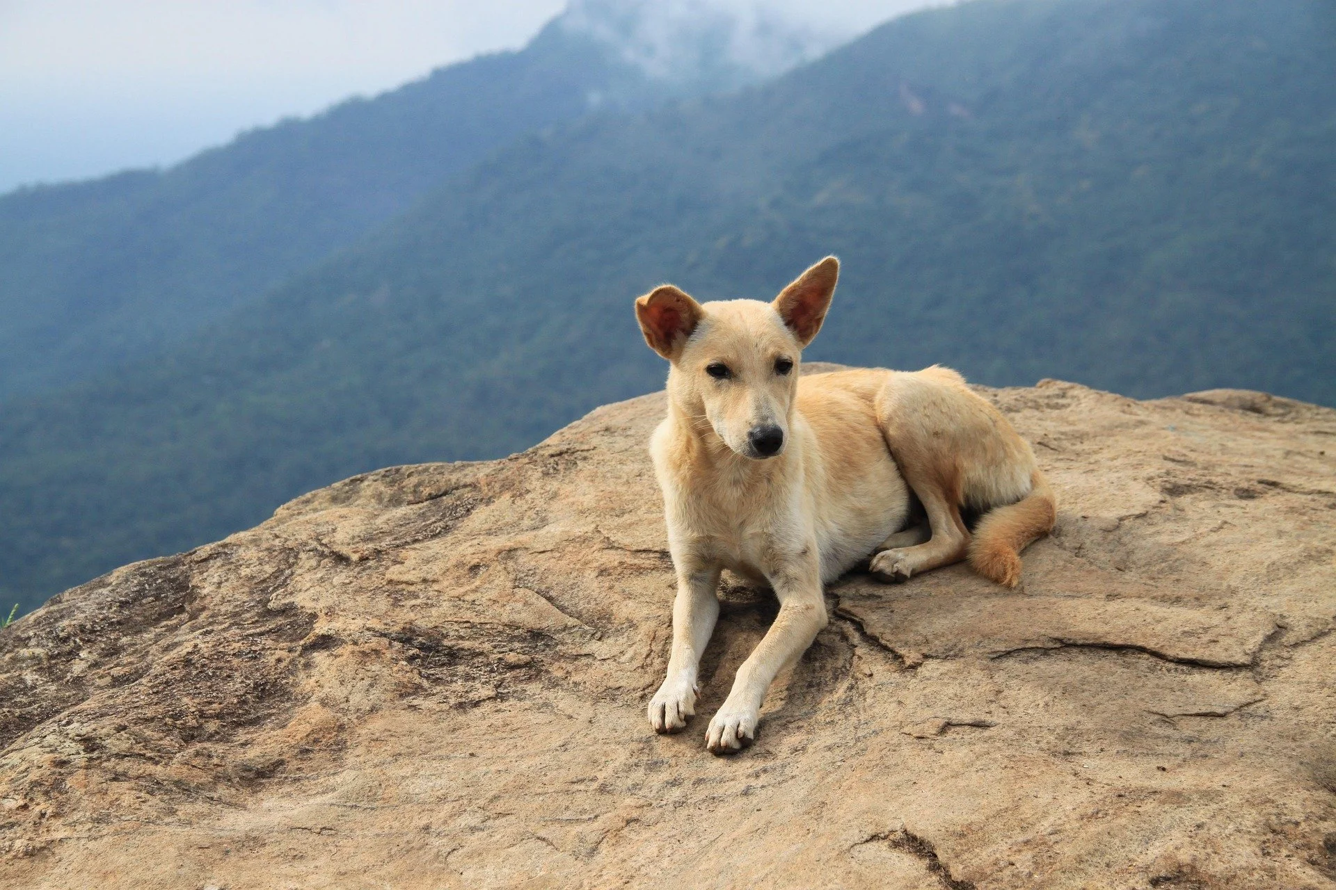 Tan and white dog lying on a large rock with a mountain range in the background.