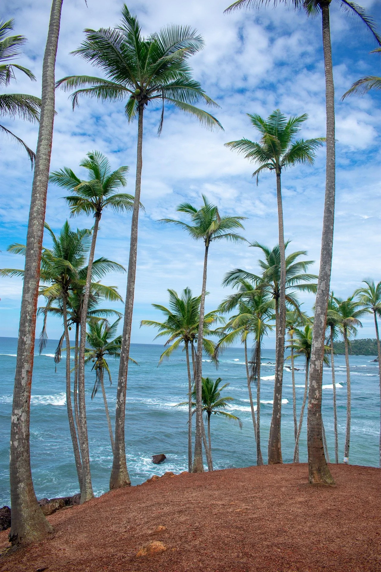 Tropical scene with tall palm trees on a red sandy beach overlooking the ocean under a partly cloudy sky.