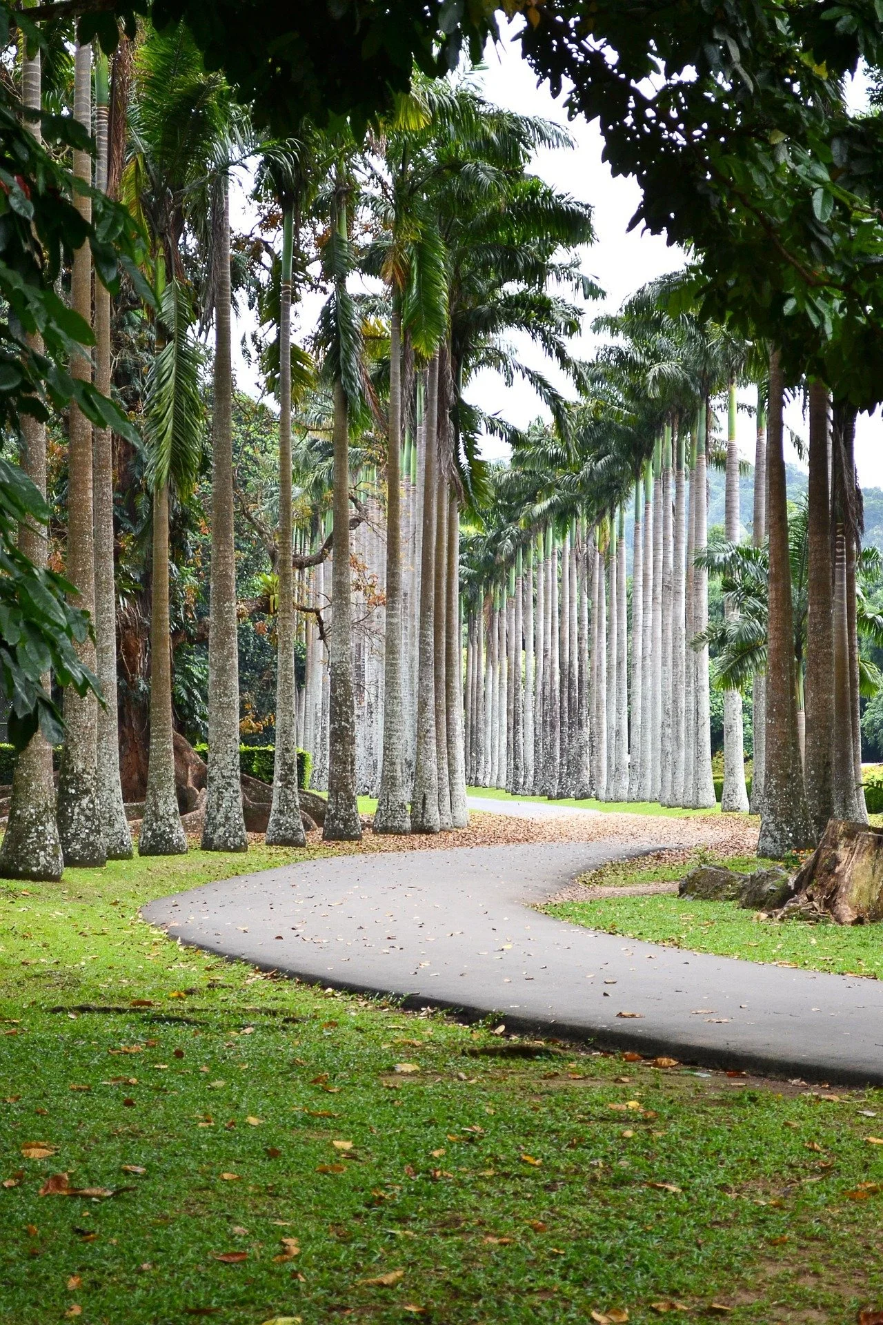 A winding pathway through a grove of tall palm trees with lush green grass and some rocks along the sides.